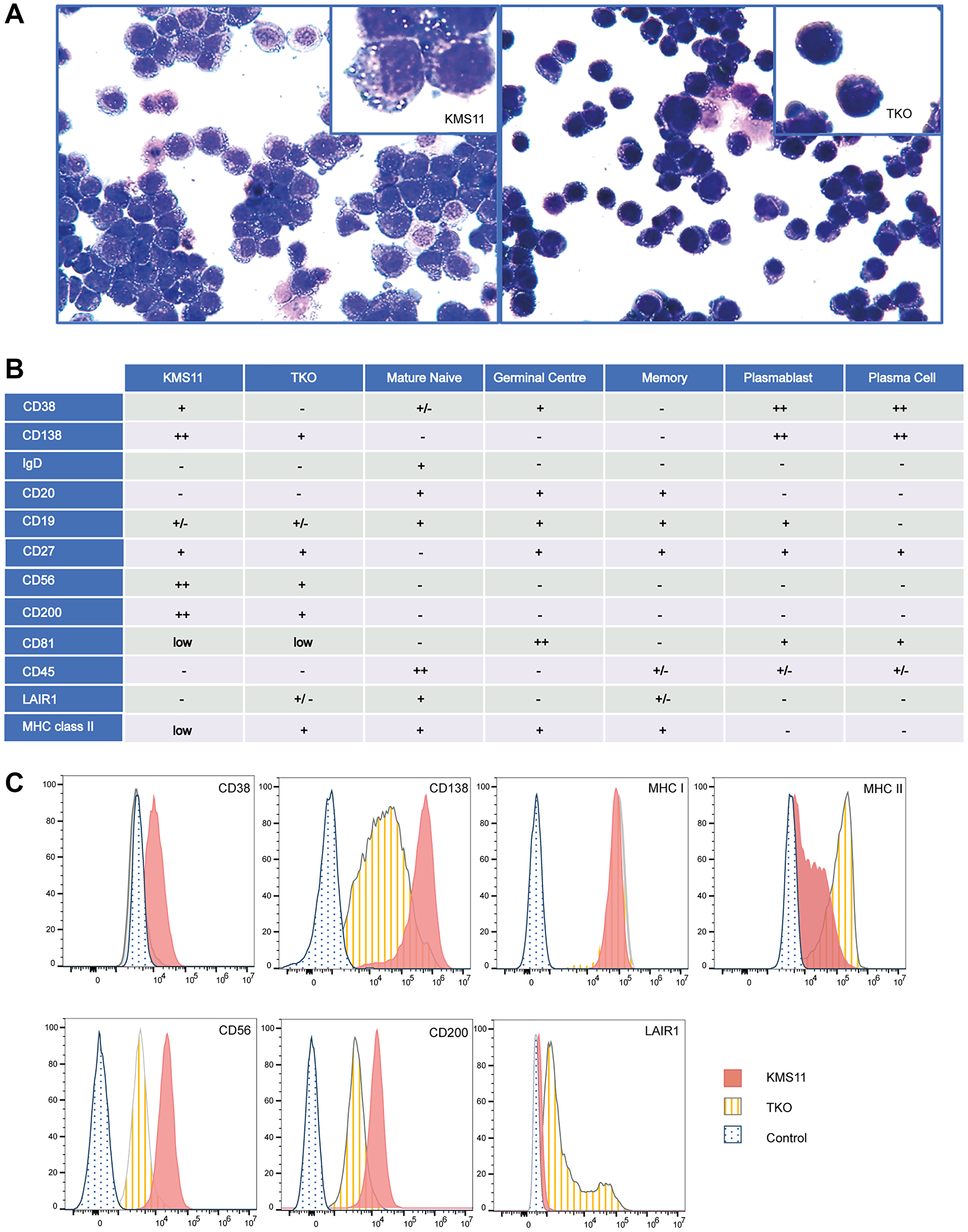 Cellular phenotype associated with NSD2 over-expression