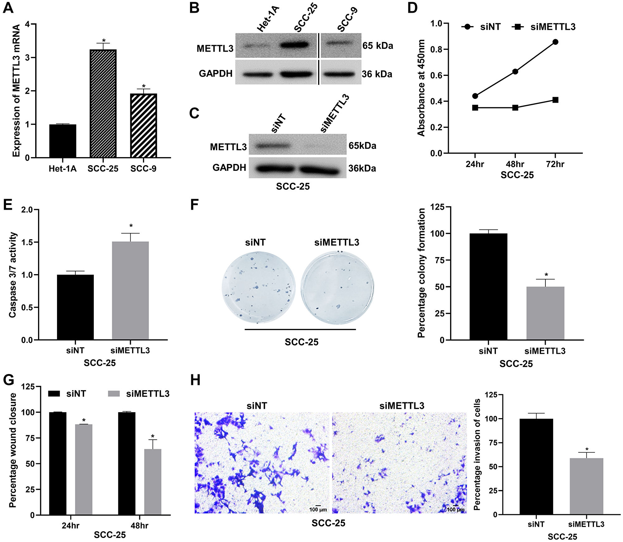 METTL3 depletion reduces proliferation, migration, invasion and promotes apoptosis of the SCC-25 OSCC cell line in vitro