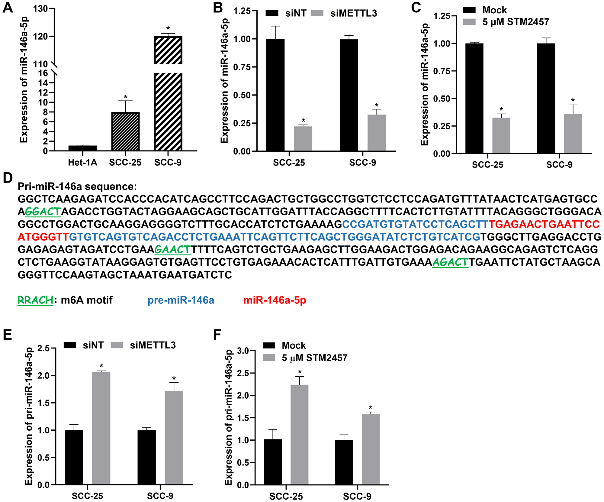 Regulation of miR-146a-5p expression by METTL3 in OSCC cells