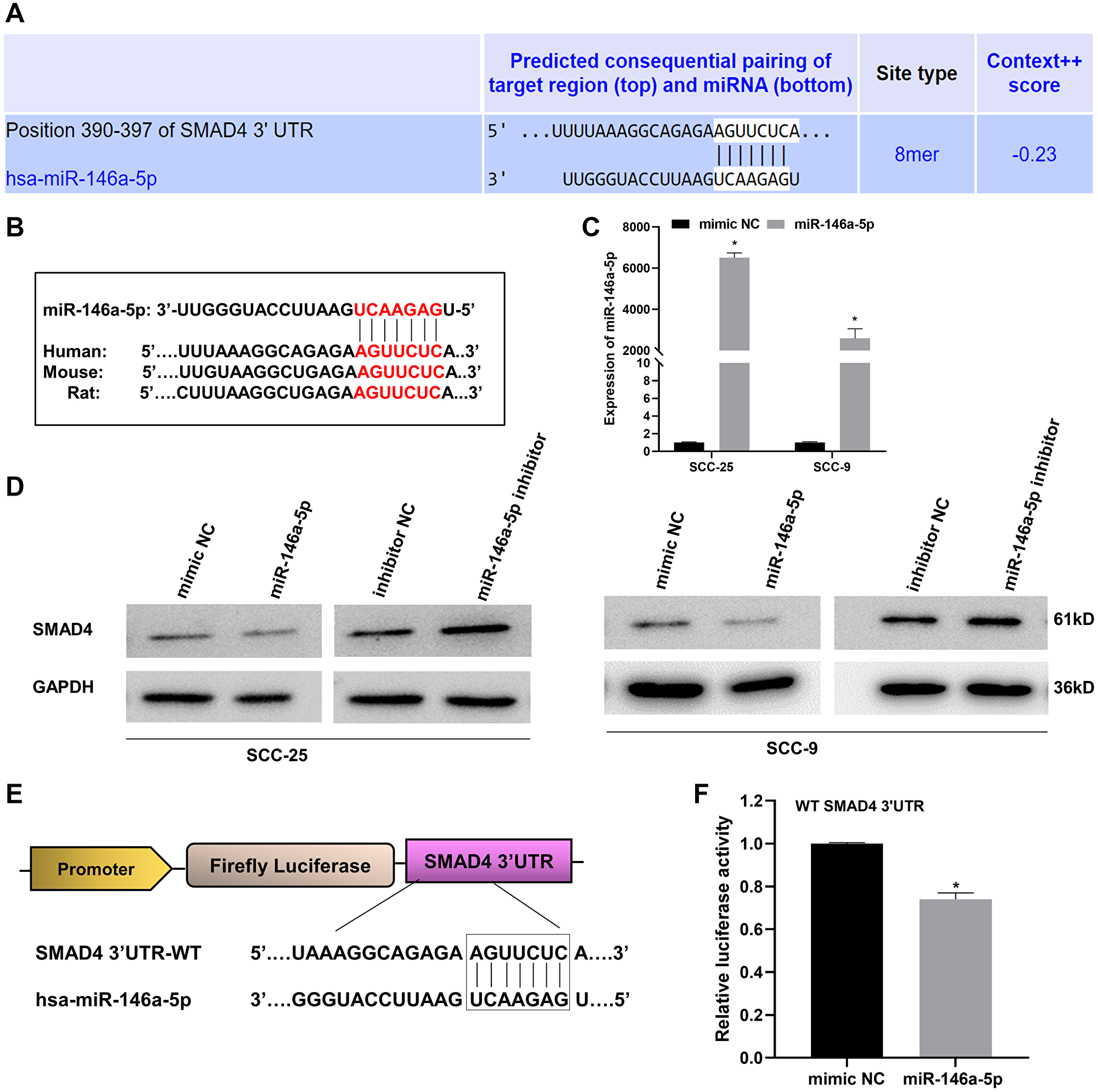SMAD4 is a bona fide downstream target of miR-146a-5p