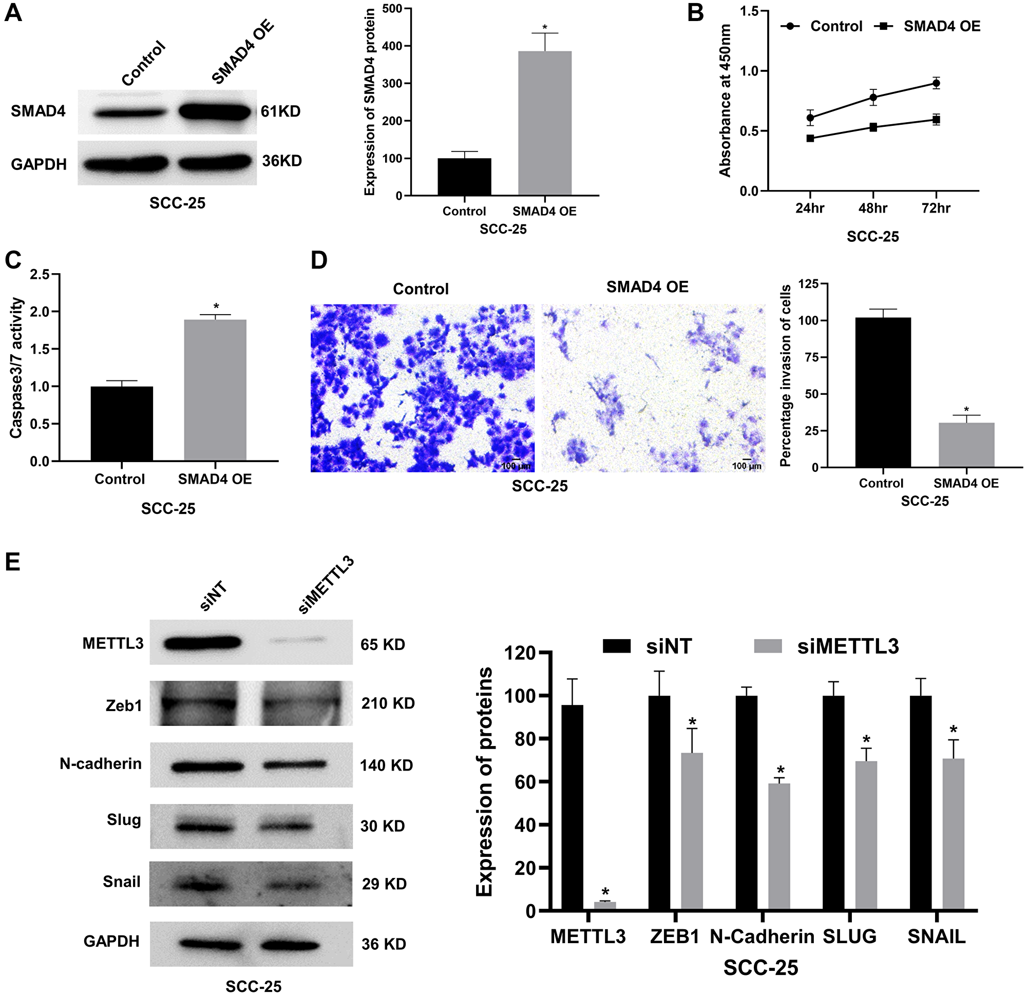 SMAD4 overexpression attenuates proliferation and invasion and elevates apoptosis of the SCC-25 cell line in vitro and METTL3-depletion regulates downstream effectors of SMAD4