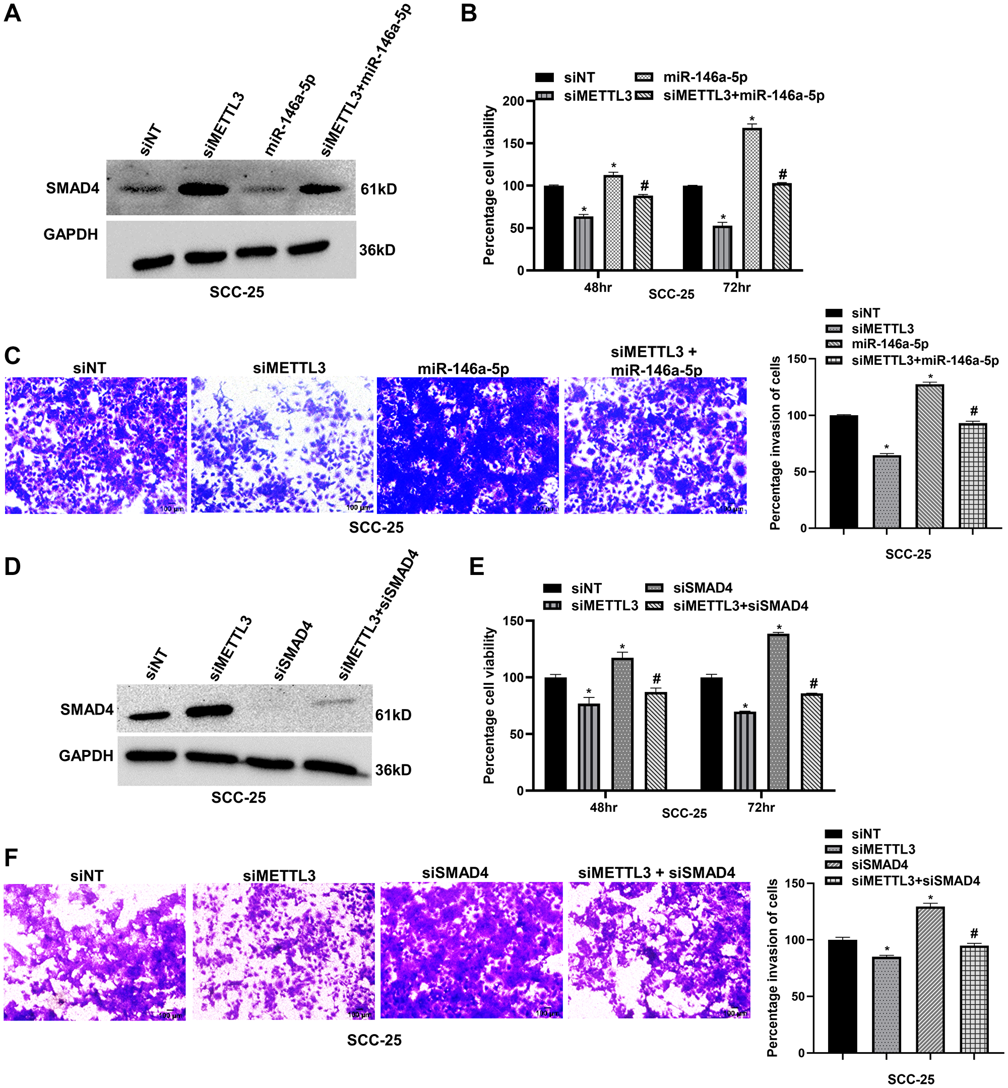 METTL3/miR-146a-5p/SMAD4 axis regulates OSCC progression