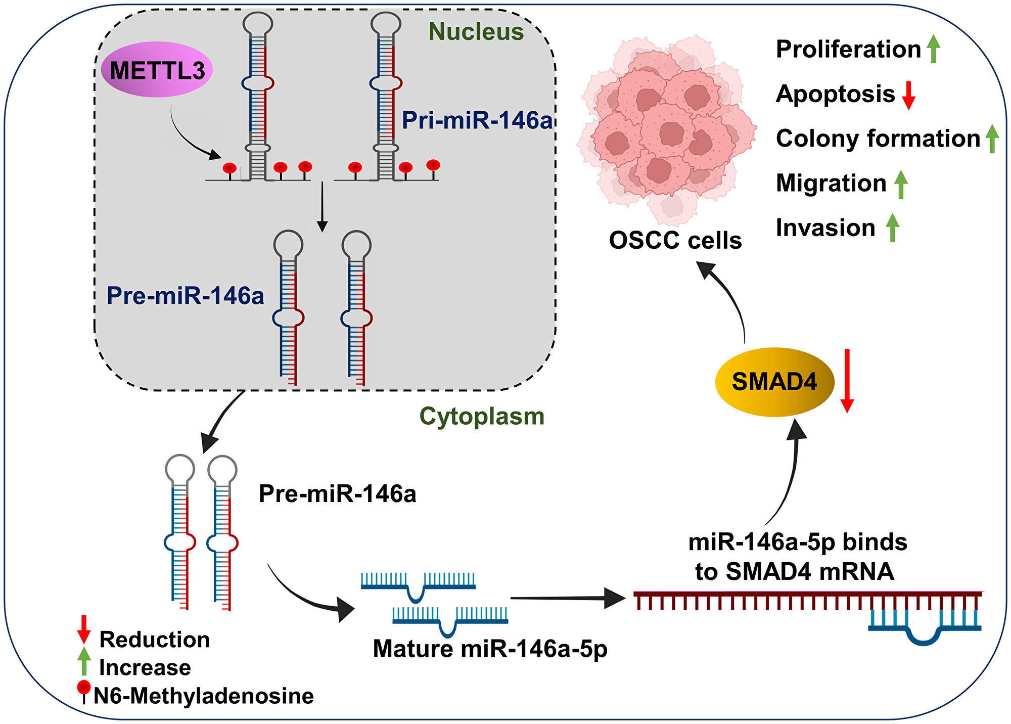 Schematic representation of METTL3-mediated OSCC progression via regulating the miR-146a-5p/SMAD4 axis