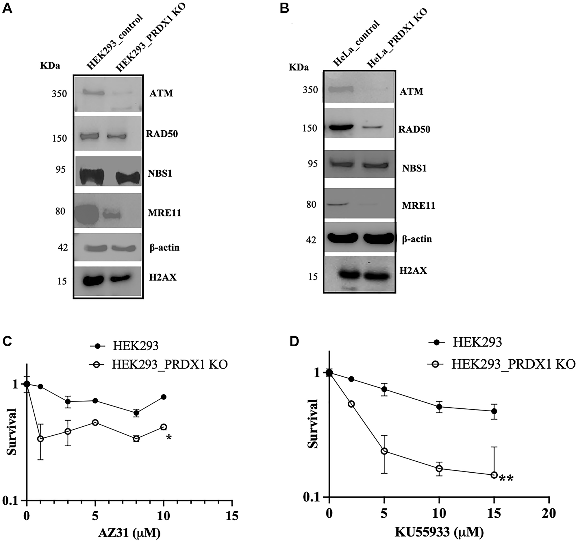 (A)Western blot showing ATM, RAD50, NBS1, MRE11 and H2AX protein levels in HEK293 control and HEK293