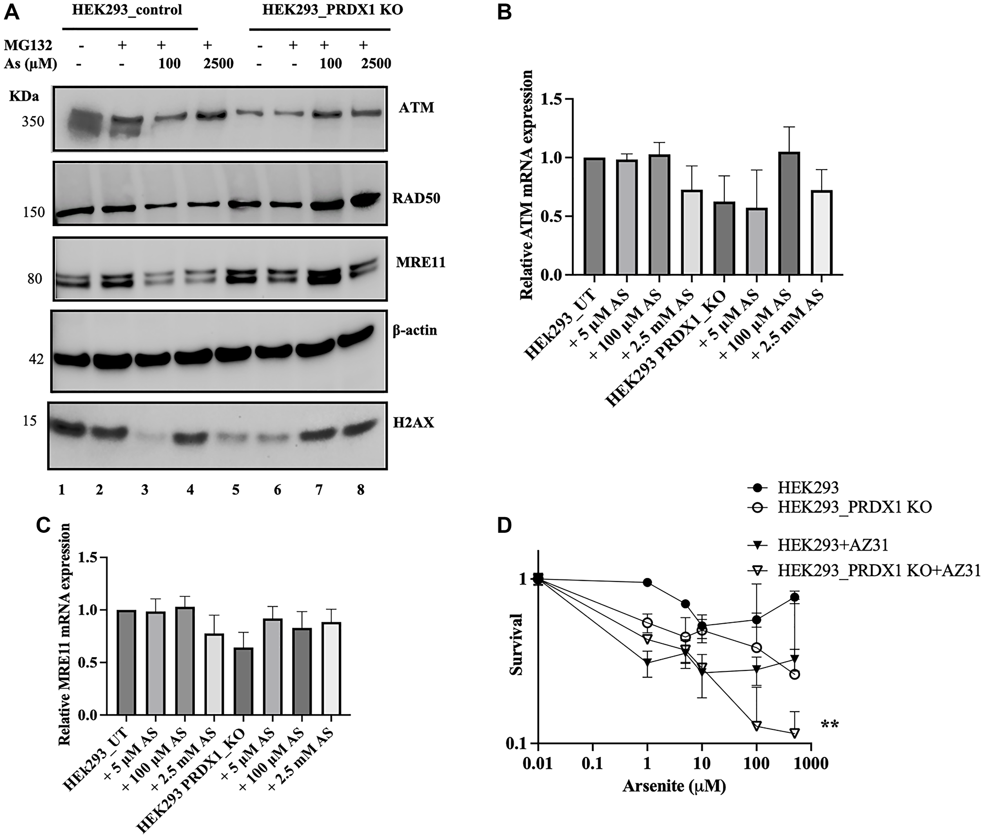 (A) Western blot showing ATM, RAD50, MRE11, and H2AX protein levels in HEK293 control and HEK293