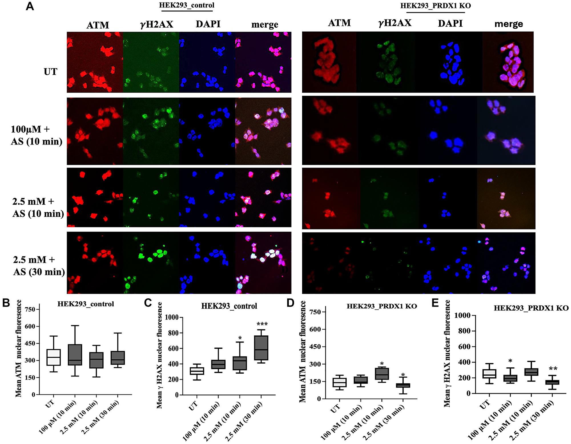 (A) Representative photomicrographic images showing HEK293 control and HEK293 PRDX1 KO cells treated with the indicated doses of arsenite. (B, C) Quantification of ATM and γH2AX nuclear fluorescence, respectively, in control cells by ImageJ Software. (D, E) Quantification of ATM and γH2AX nuclear fluorescence, respectively, in HEK293