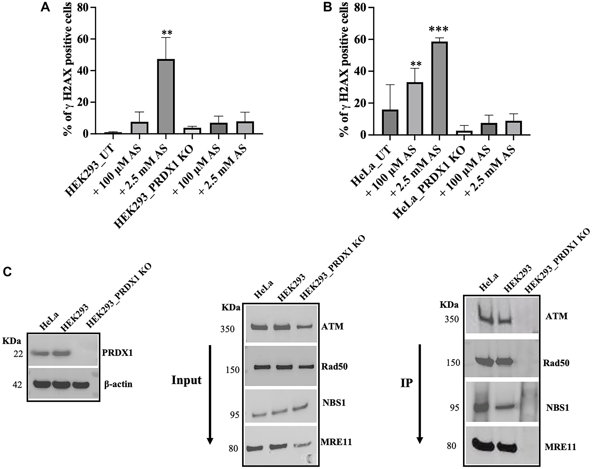 (A) Quantification of γH2AX positive cells by flow cytometry in HEK293 control and HEK293 PRDX1 KO cells treated with 100 μM or 2.5 mM arsenite for 30 min. (B) Quantification of γH2AX positive cells by flow cytometry in HeLa control and HeLa PRDX1 KO cells treated with 100 μM or 2.5 mM arsenite for 30 min. Cells were plated in 6-well plates overnight and treated with arsenite in PBS (100 μM or 2.5 mM arsenite for 30 min) then cells were washed and left to recover in fresh media for 16 h. Cells were fixed in 70% ethanol for 30 min and stained with propidium iodide and FITC -γH2AX. Cells were analyzed by flow cytometry, and data analysis was performed in FlowJo software. (C) Co-immunoprecipitation shows the interaction between PRDX1 and ATM, MRN complex in HeLa and HEK293 control cells. HEK293 PRDX1 KO cells were used as a negative control. Statistical analysis was performed using one-way ANOVA. The error bars represent the mean ± SD., **p $!--ESC