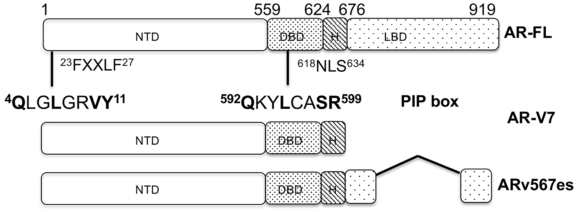 The functional domains of AR-FL and AR-Vs