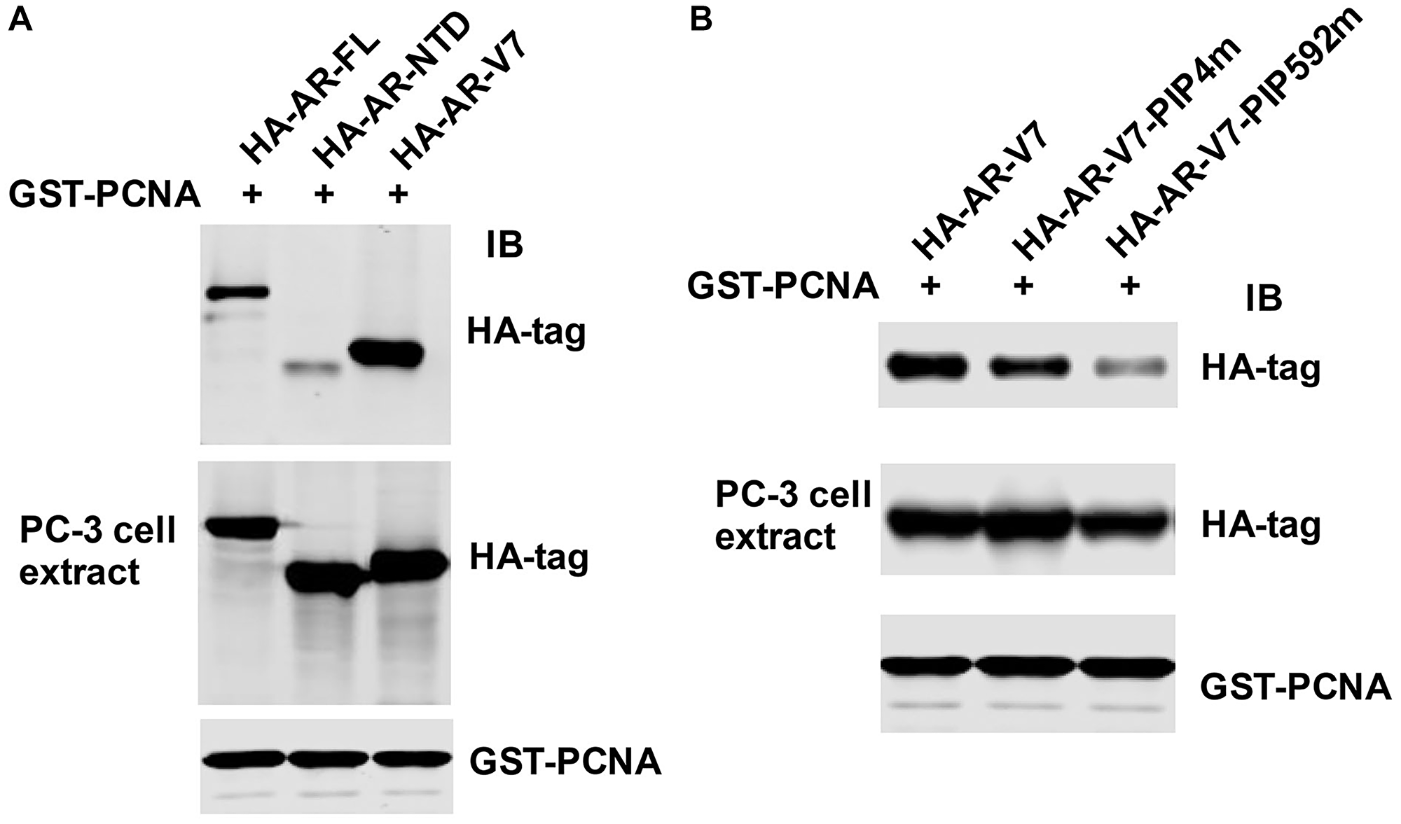 Identification of PIP-box592 at the DNA binding domain of AR