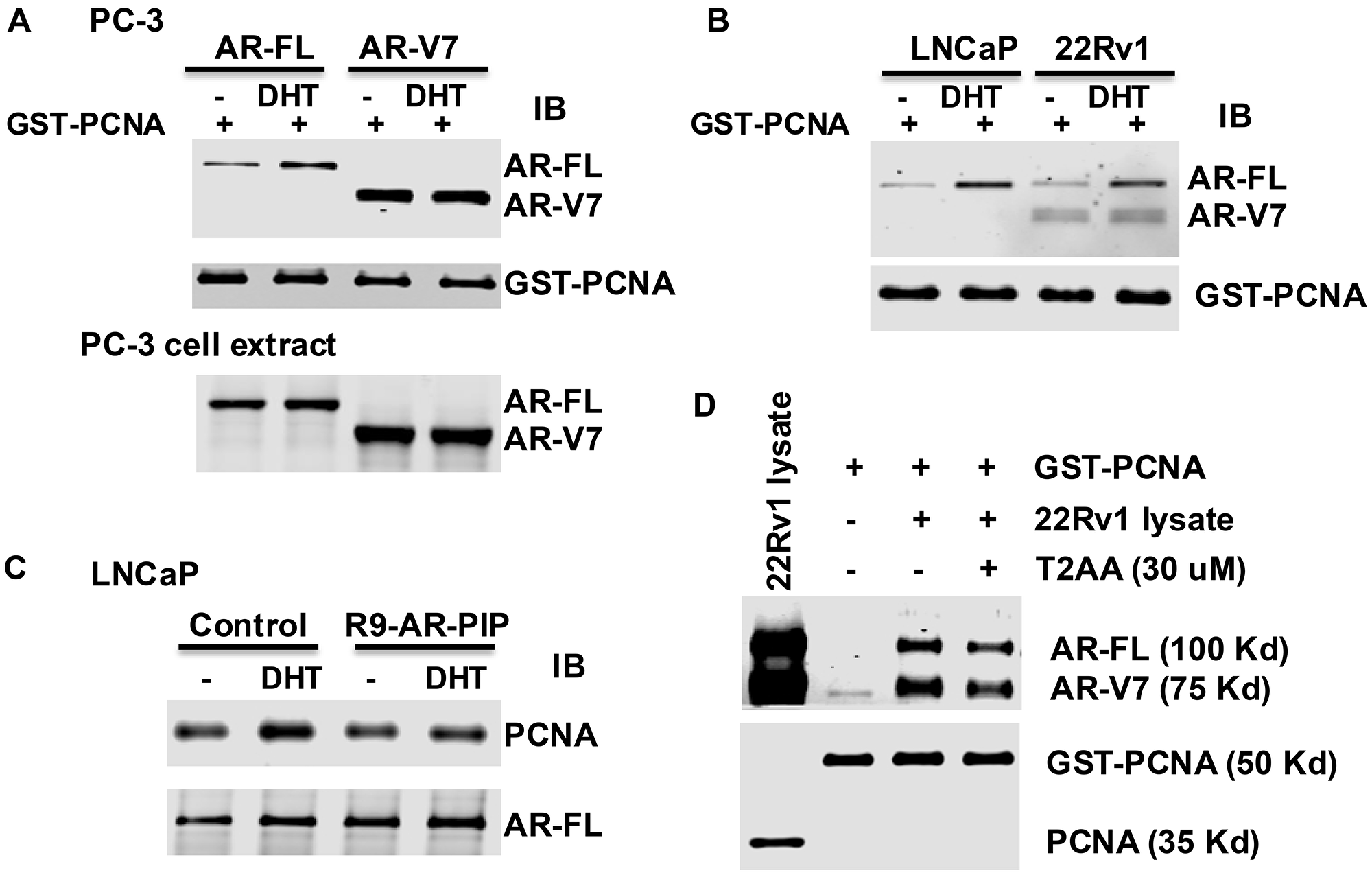 Dihydrotestosterone enhances the binding of AR-FL to PCNA
