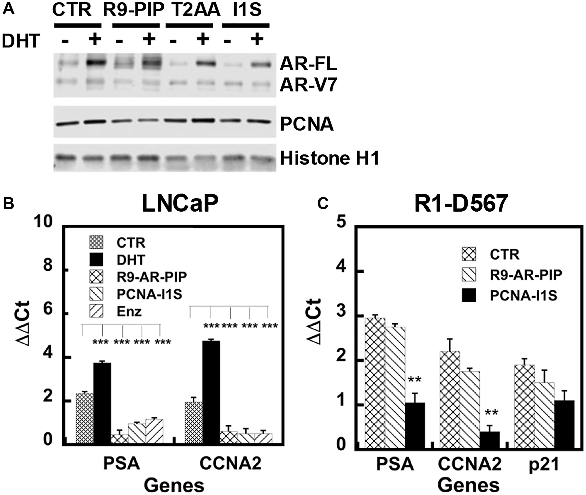 R9-AR-PIP and PCNA-I1S inhibit the chromatin association and the ARE occupancy by AR-FL and AR-Vs