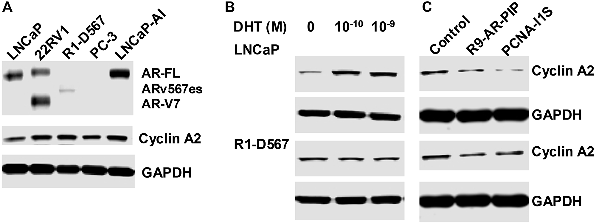 Dihydrotestosterone regulates cyclin A2 expression in AR-FL expressing cells