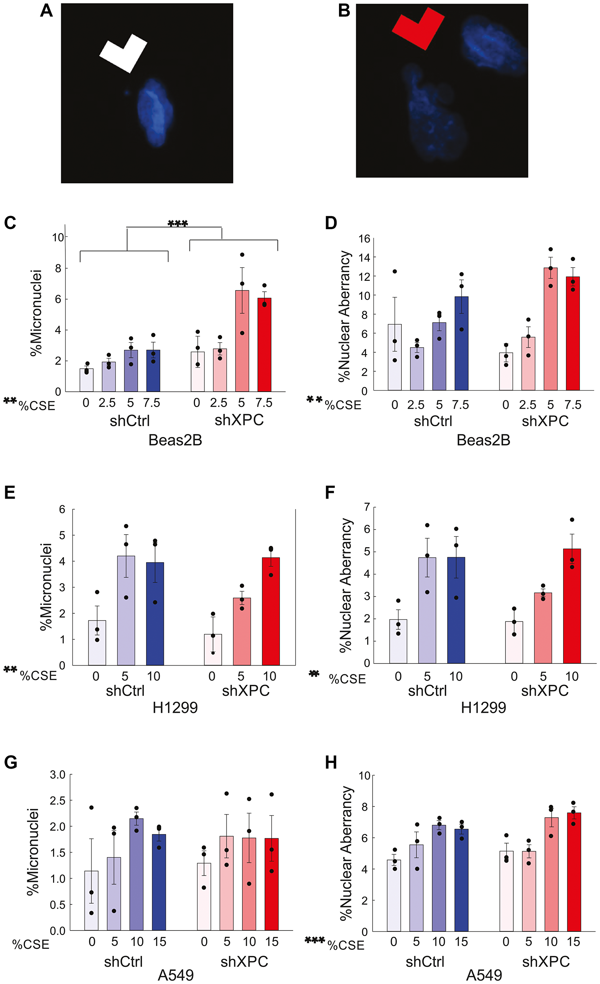 Micronuclei and nuclear aberrancies