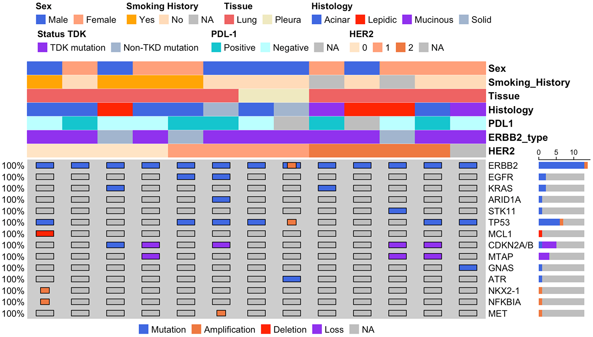 Clinical, histological, and molecular features of 13 lung cancer cases with HER2 alterations