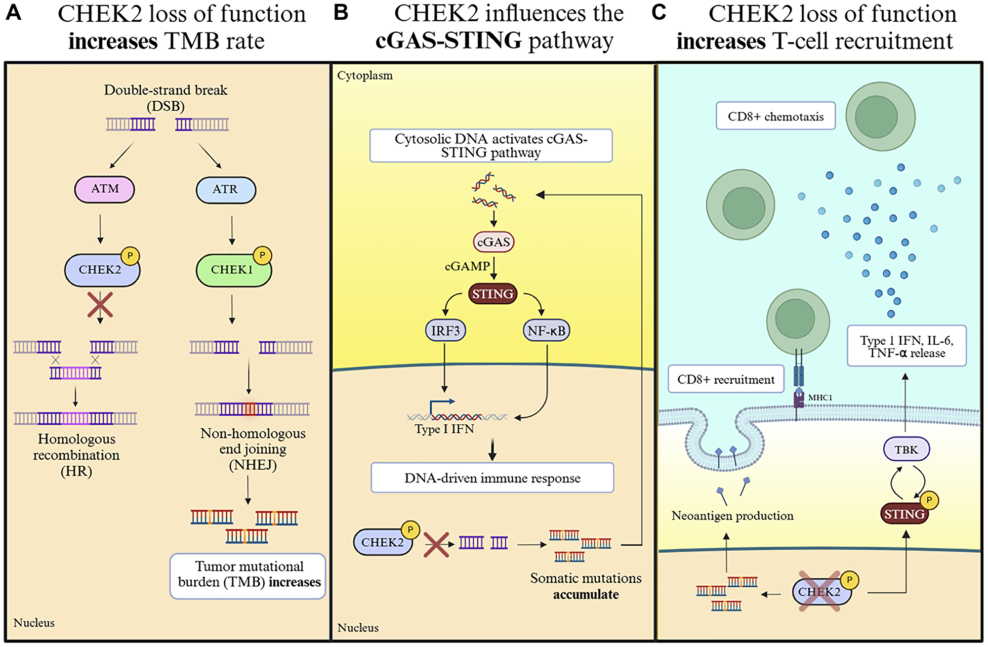 The proposed effect of CHEK2 loss of function on cytotoxic T-cell recruitment at different organizational levels