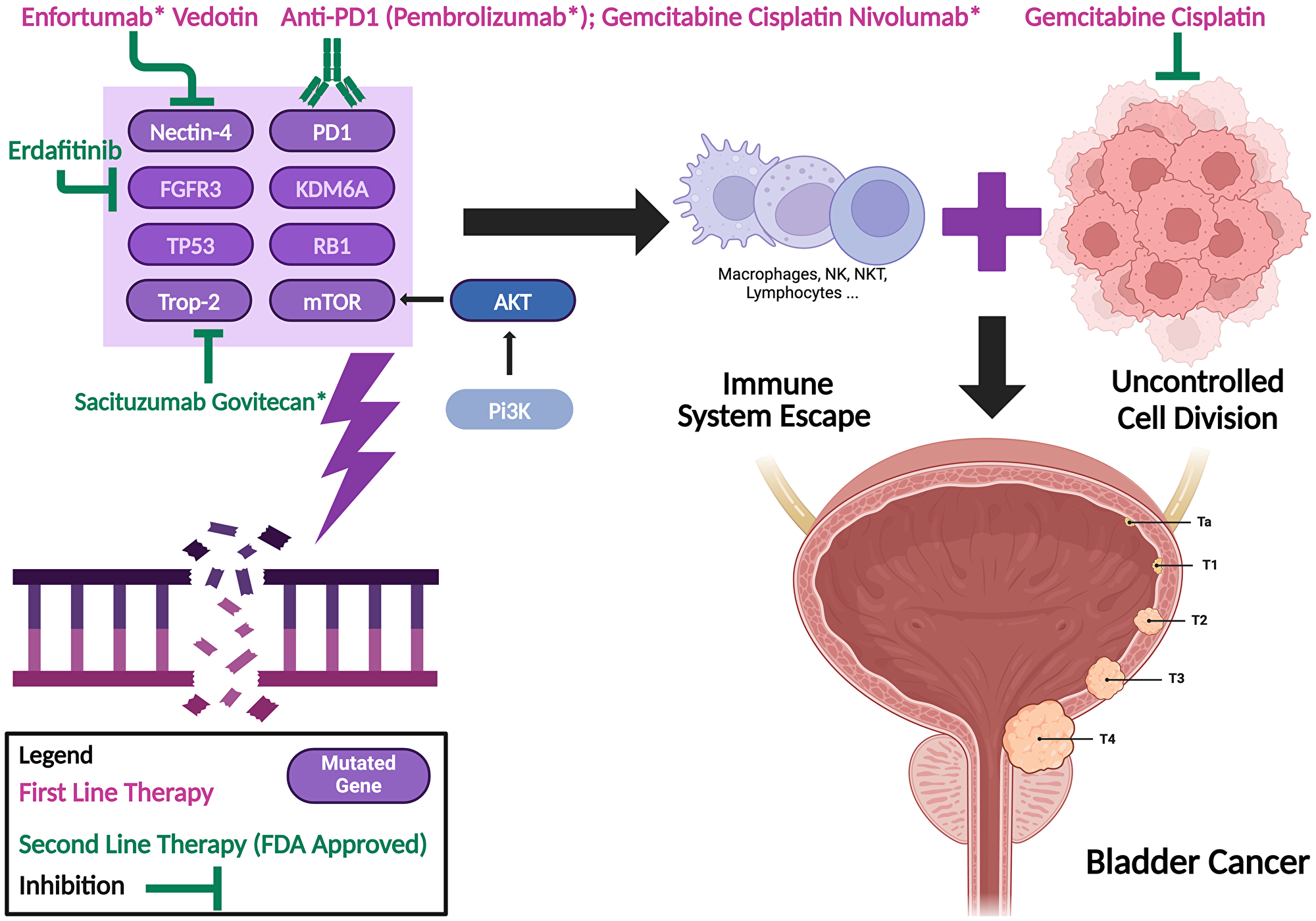 Bladder cancer progression