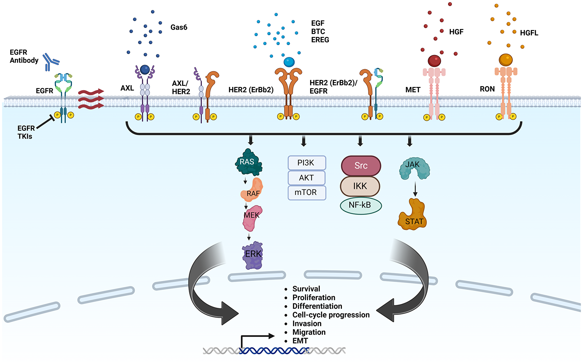 Mechanisms of anti-EGFR therapy resistance mediated by receptor tyrosine kinases in breast cancer
