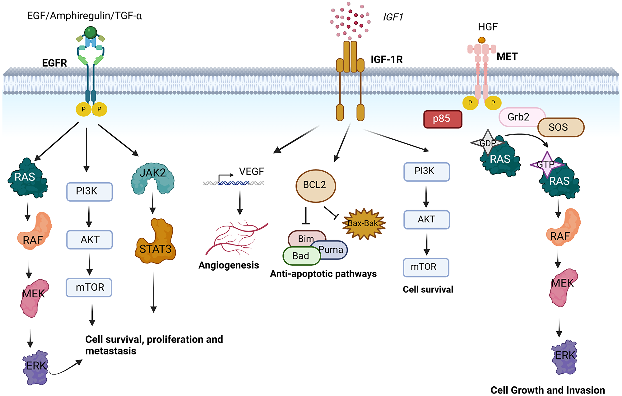 Receptor tyrosine kinase pathways mediating cancer cell survival, proliferation, invasion and apoptosis contributing to treatment resistance in head and neck cancer
