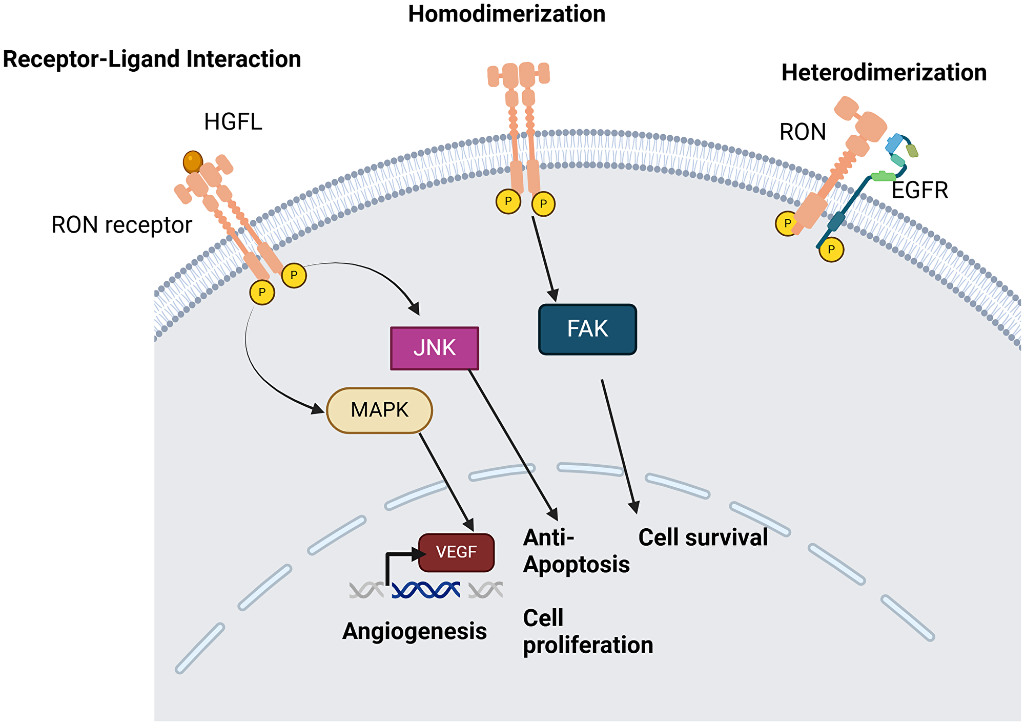 Mechanisms of RON activation which aid in cell survival and resistance to apoptosis