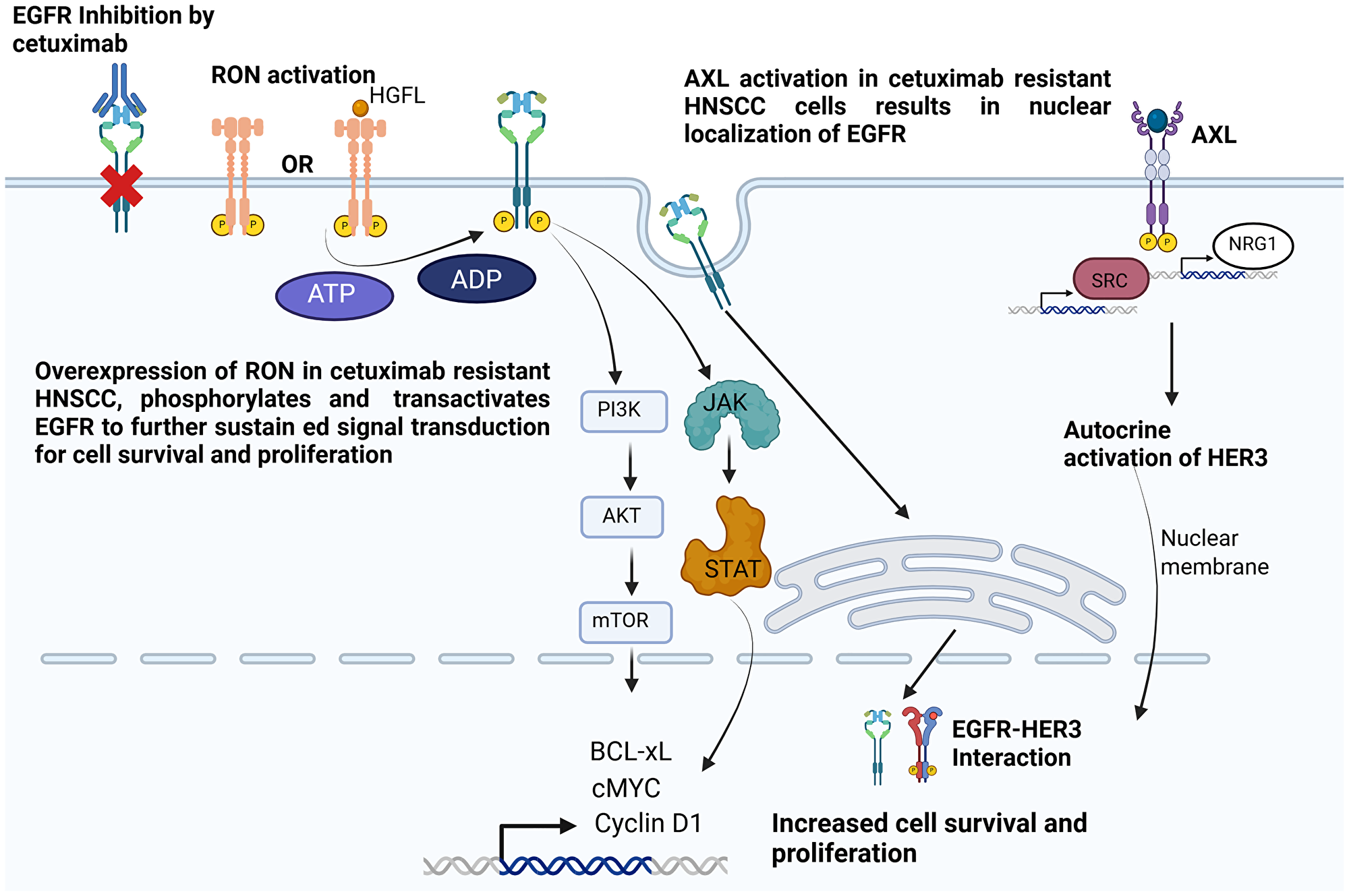 Mechanisms of anti-EGFR therapy resistance mediated by RON/HGFL and AXL RTKs in head and neck cancer