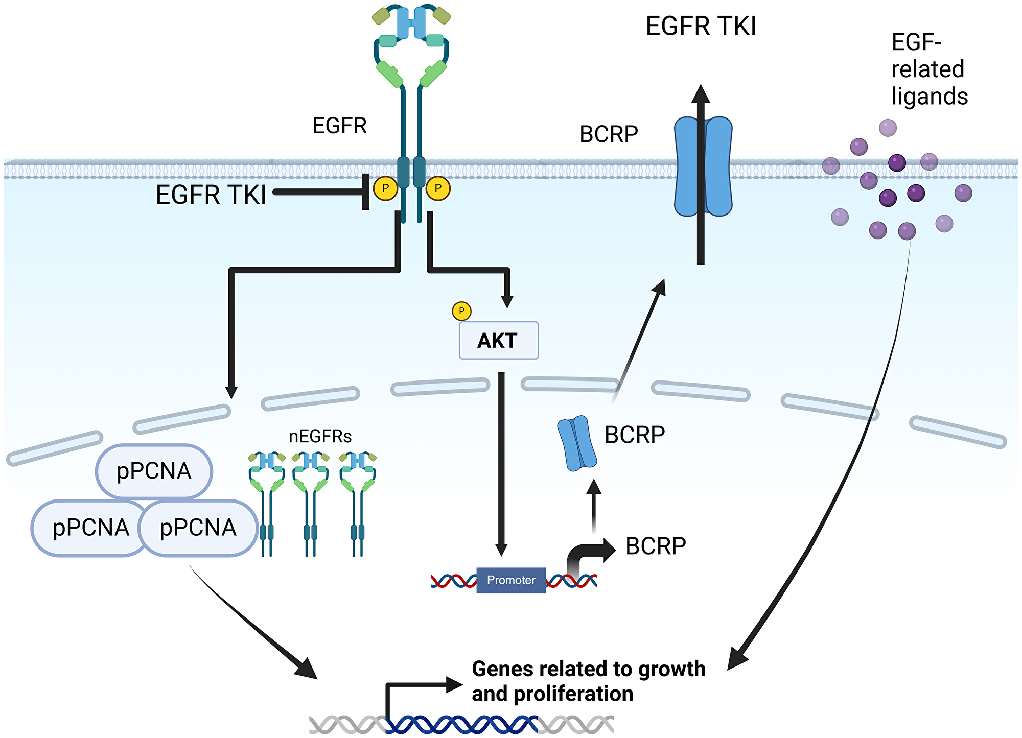 Mechanisms of anti-EGFR therapy resistance in breast cancer via EGF-related ligands and nuclear EGFR