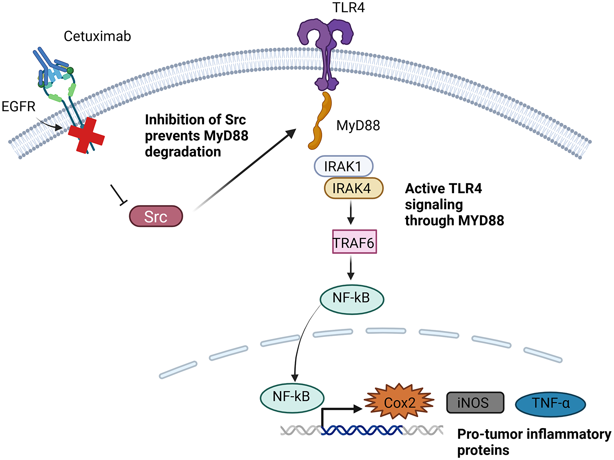 Mechanism of Anti-EGFR resistance in head and neck cancer by activation of TLR4-MyD88 signaling