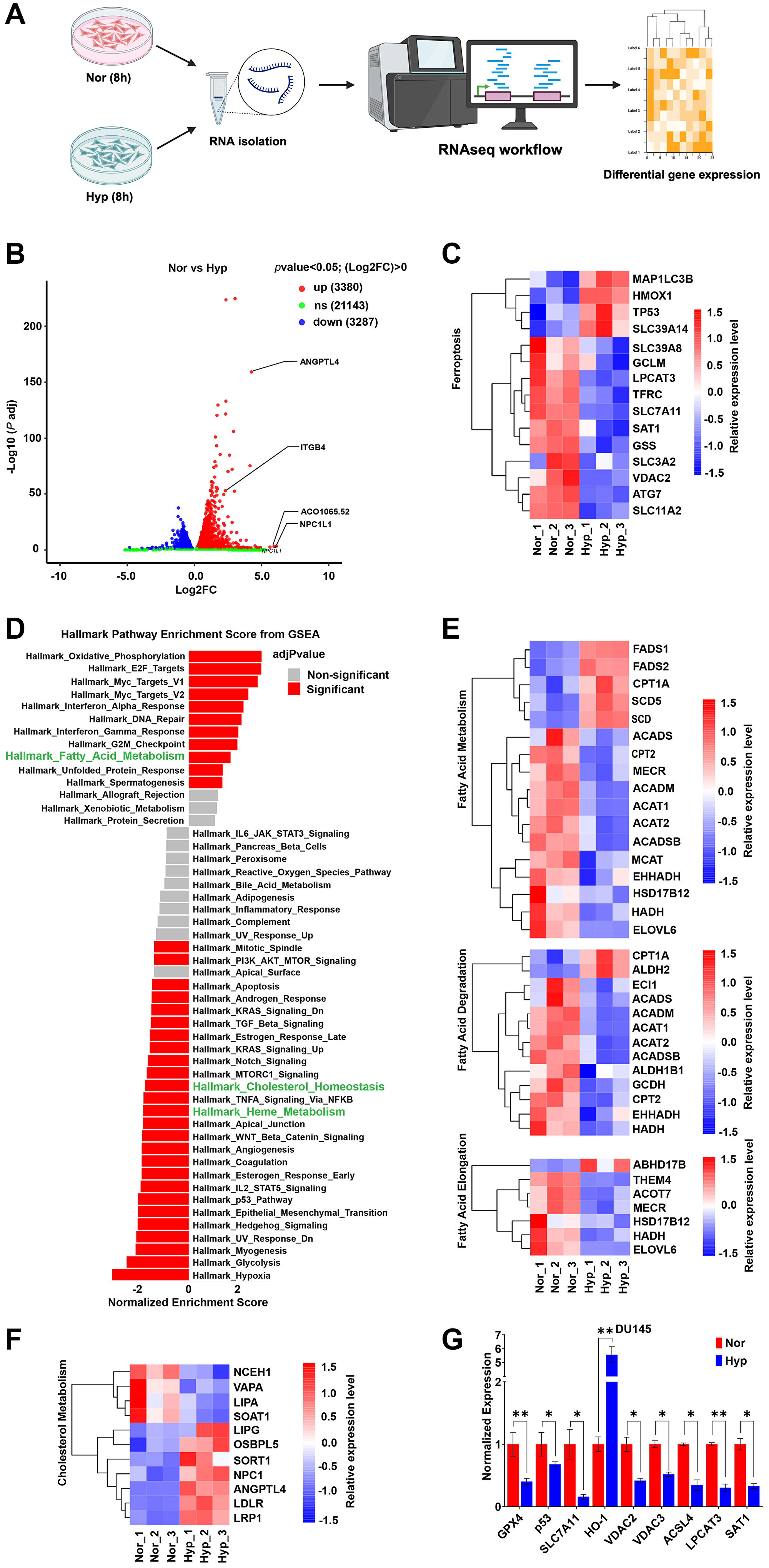 Hypoxia alters gene expression to favor sensitivity to ferroptosis