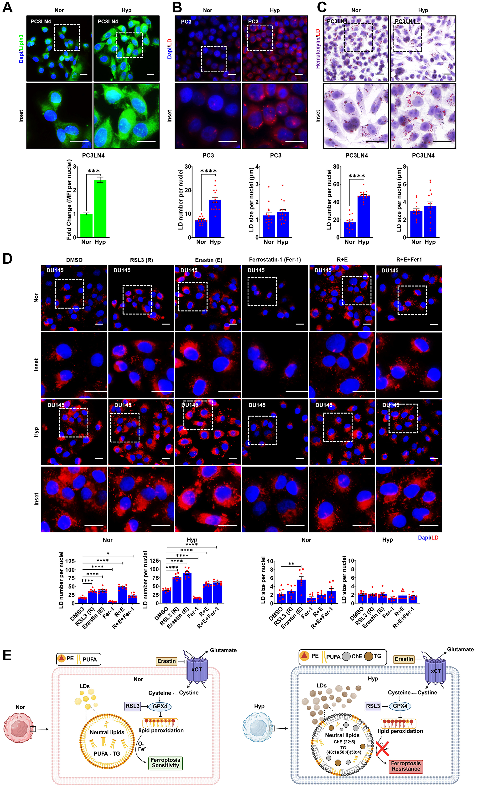 Hypoxia induces lipid droplets (LD) accumulation to promote ferroptosis resistance