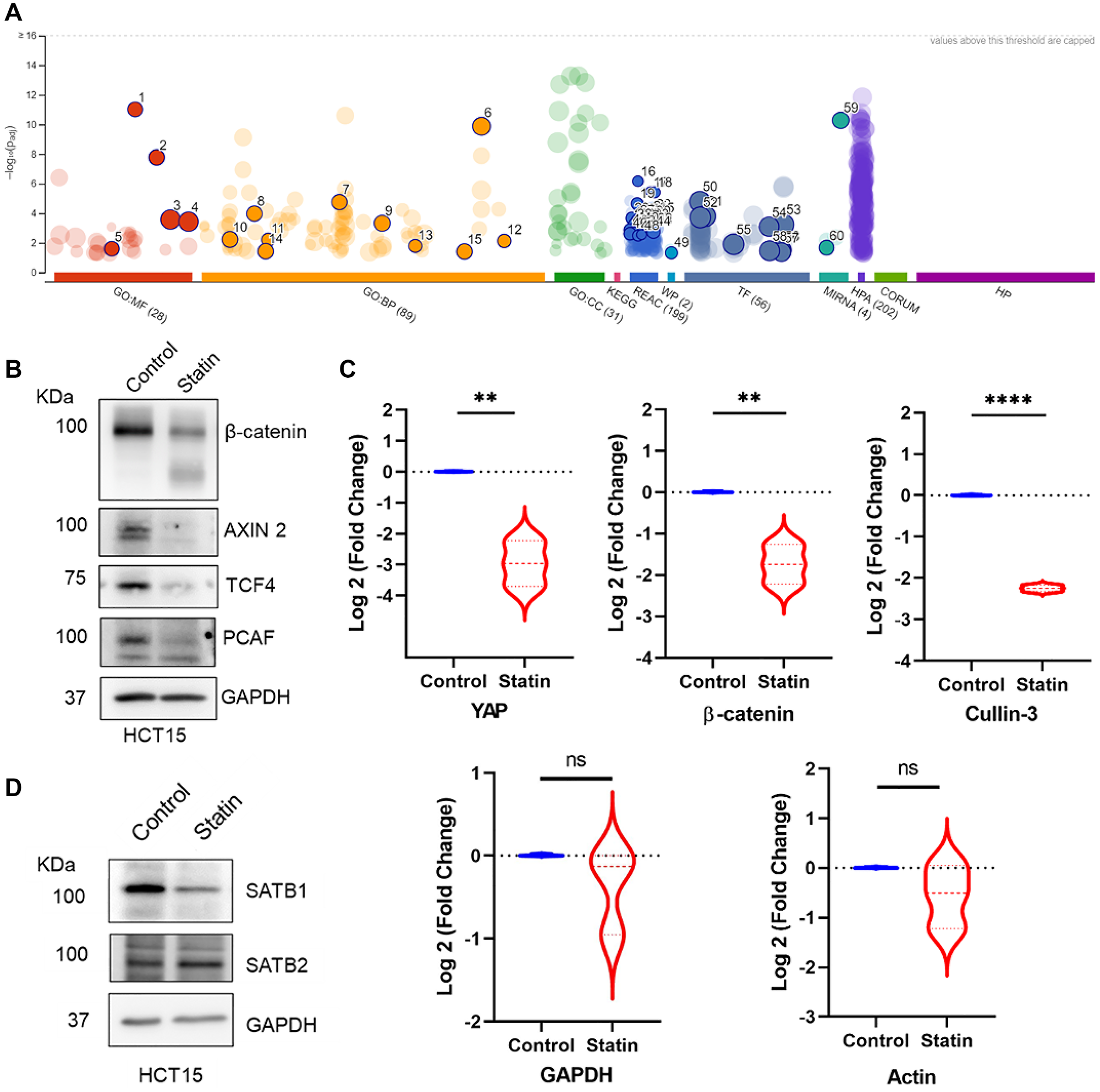 Proteomics analysis depicting significantly downregulated proteins upon simvastatin (statin) treatment reveals Wnt signaling as a major target