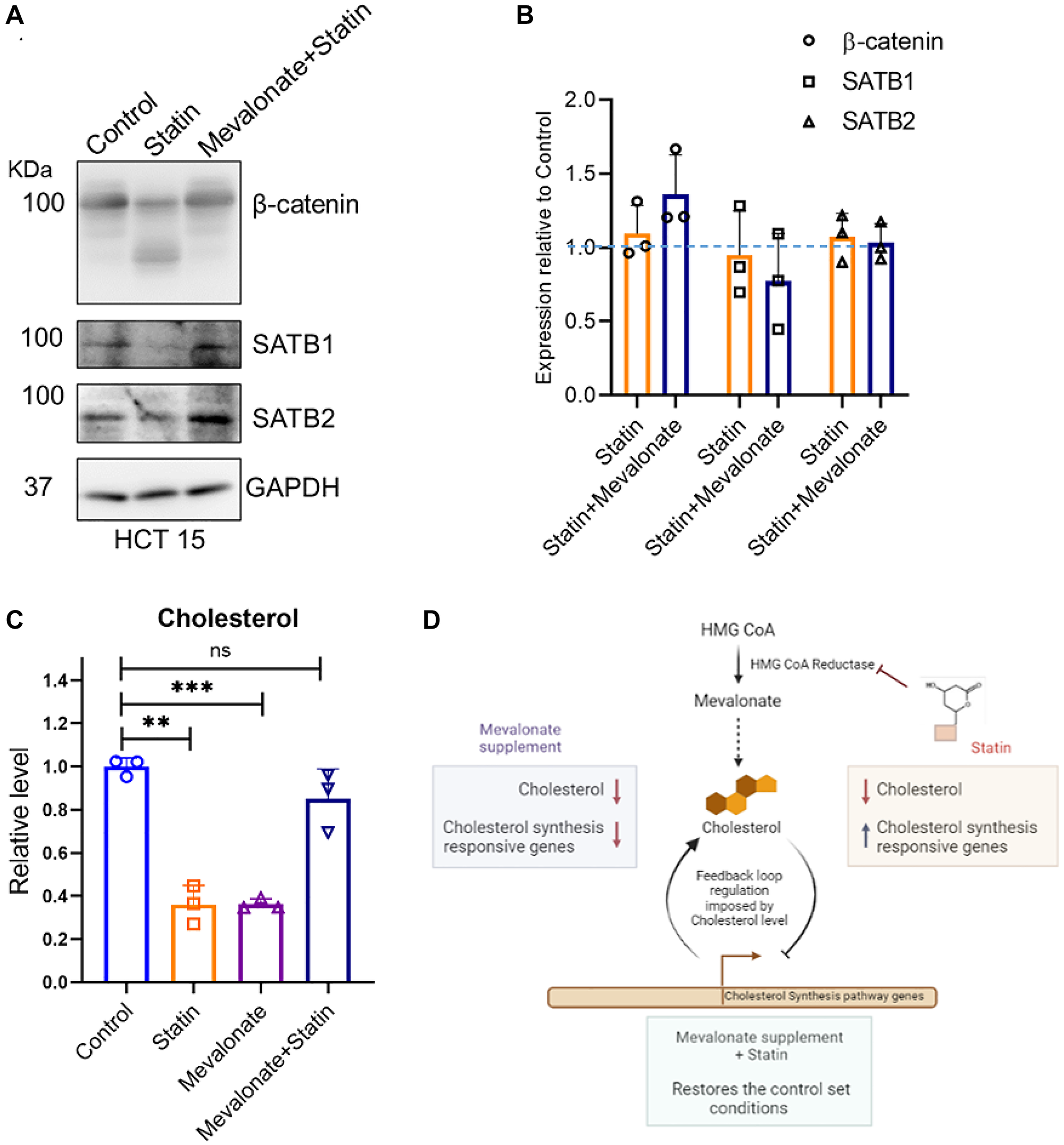 Mevalonate supplementation rescues the effects of simvastatin (statin) on β-catenin and SATB proteins as well as on cholesterol levels