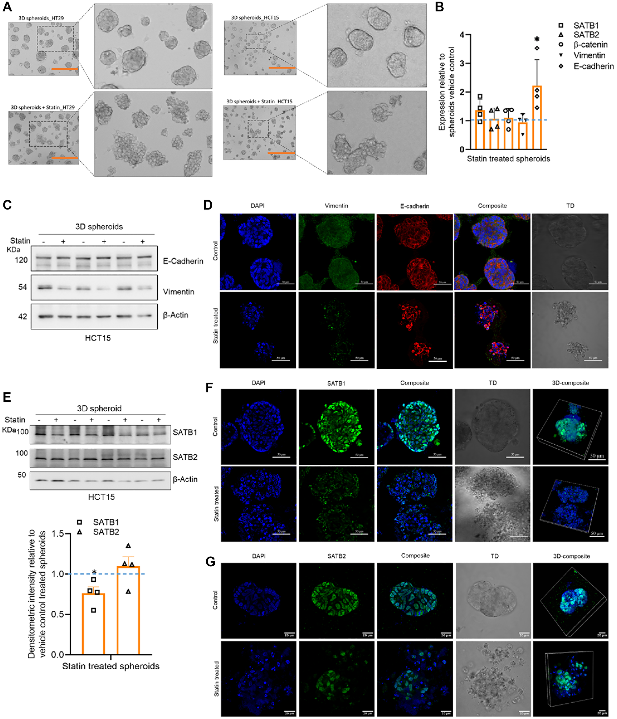 Simvastatin treatment results in downregulation SATB1 protein expression and upregulation of E-cadherin expression in spheroids