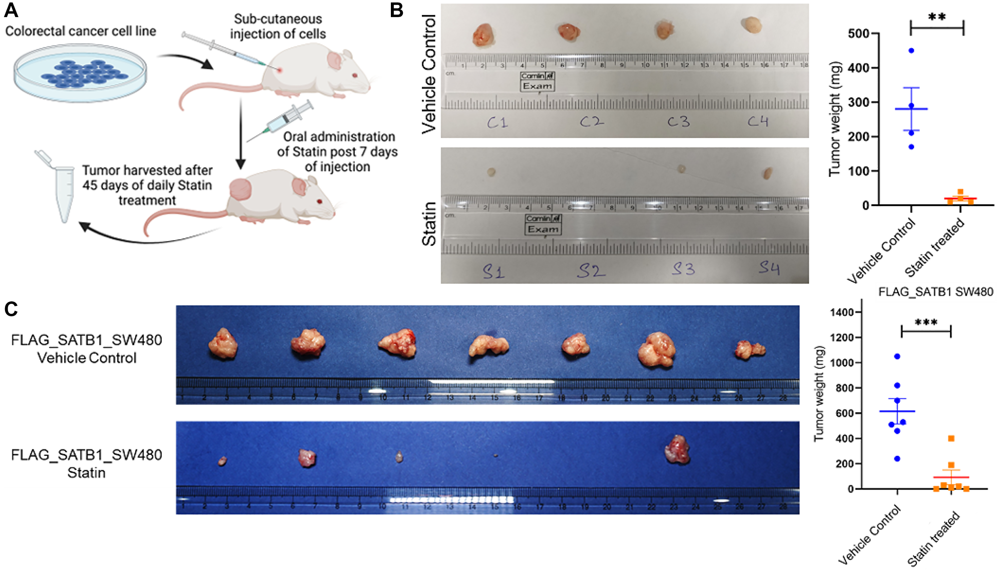 Statin mediated reduction in tumor burden via downregulation of SATB1 in vivo