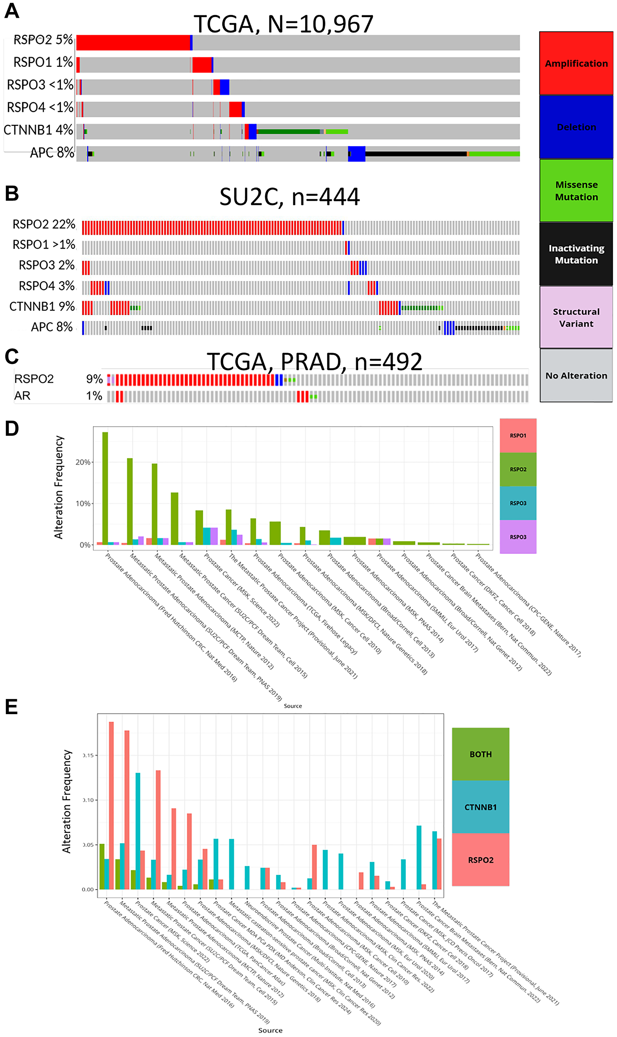 Through an oncoprint, genomic alterations in RSPO1/2/3/4, CTNNB1, and APC are depicted in (A) 10,967 tumor samples from the TCGA Pan Cancer Atlas, (B) 444 tumor samples from the SU2C study. (C) RSPO2 and AR alterations are shown based on the 492 samples in the TCGA prostate cancer study (PRAD). Across an aggregate of 16 PC datasets on cBioPortal (studies detailed in the x-axis), the prevalence of alterations is shown to compare (D) RSPO family members, (E) RSPO2 amplifications, CTNNB1 amplifications/mutations, or both.