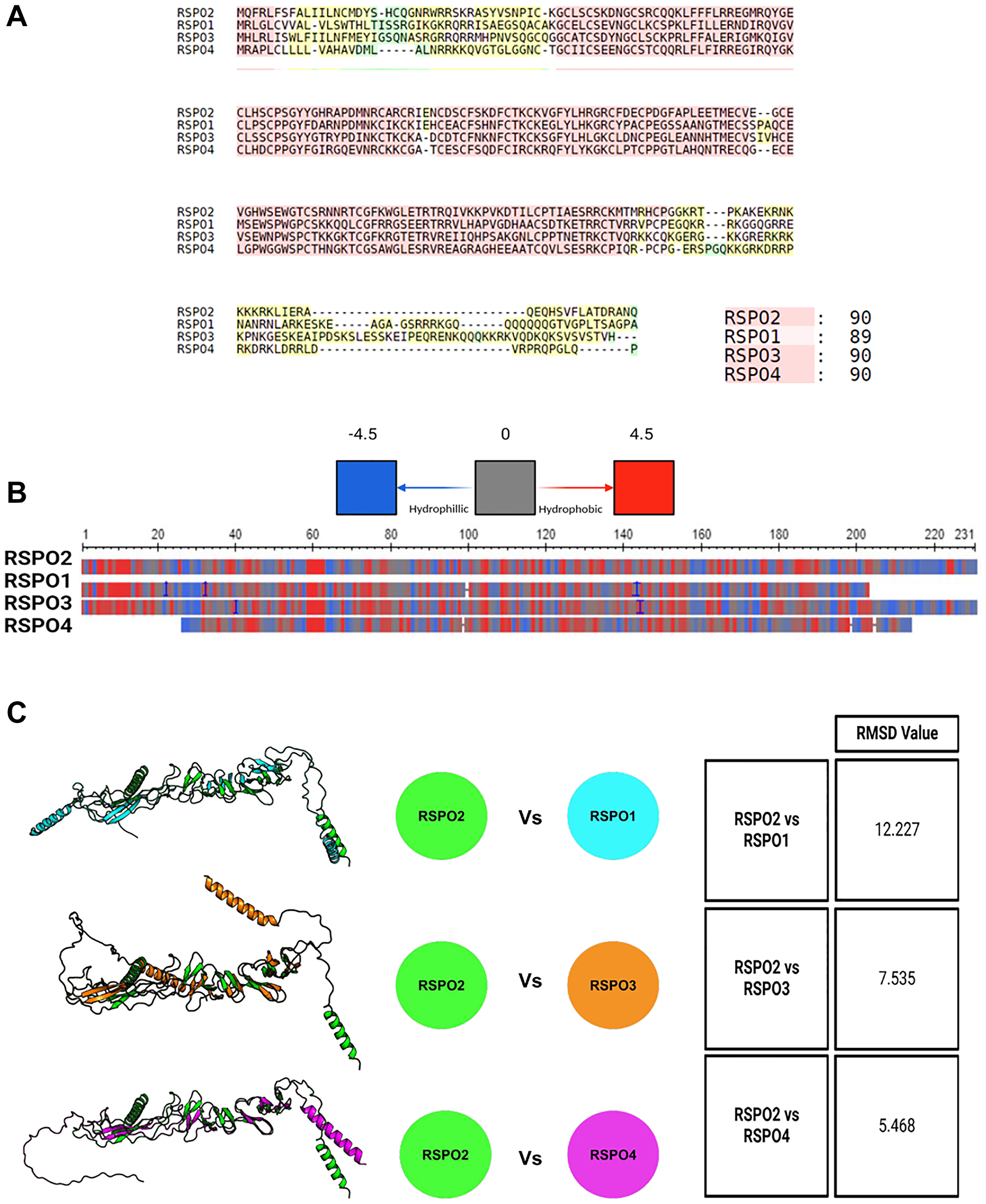(A) The amino acid sequences are aligned, in which RSPO2 is compared to RSPO1/3/4. Similar (red), dissimilar (yellow), and unique regions (green) are shown. (B) General hydrophobicity of the amino acid side chains of RSPO2 is compared to RSPO1/3/4. The key indicates if a region is hydrophobic (red), hydrophilic (blue), or neutral (grey). (C) Alphafold2 was used to overlay the protein structure of RSPO2 with RSPO1/3/4. The similarity or differences were assessed based on RSMD scores.