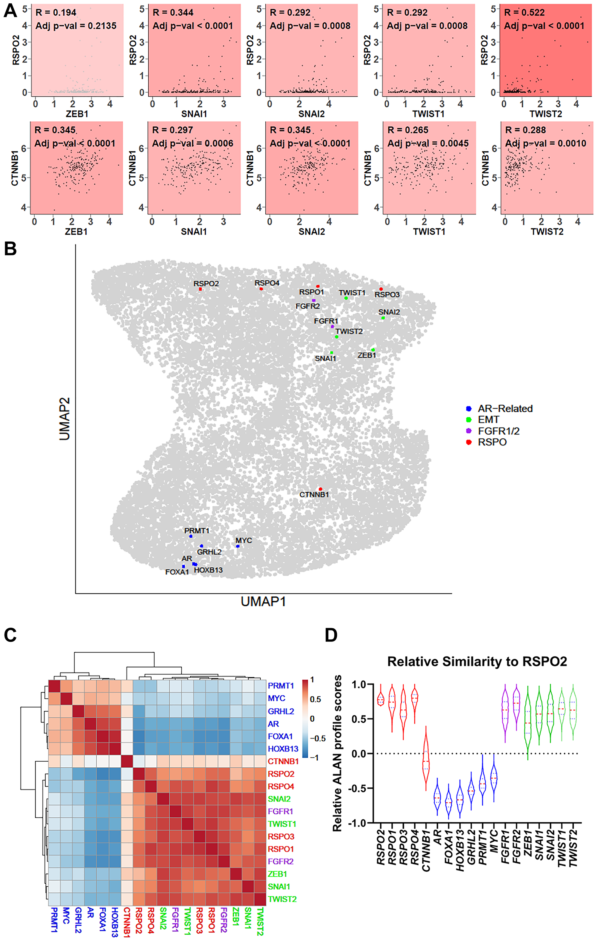 (A) In 208 SU2C mCRPC samples, Pearson correlations were used to compare the transcript expression of RSPO2 or CTNNB1 with EMT transcription factors, including ZEB1, SNAI1, SNAI2, TWIST1, and TWIST2. The coefficients and adjusted p-values are shown. (B) Outputs from an ALAN analysis are depicted in a UMAP in which each dot represents a gene. Here, genes related to AR (blue), EMT (blue), and FGFR (purple) are labeled along with RSPO2 (red). ALAN outputs for the same set of genes are depicted as (C) A hierarchical clustered heatmap (D) violin plots.