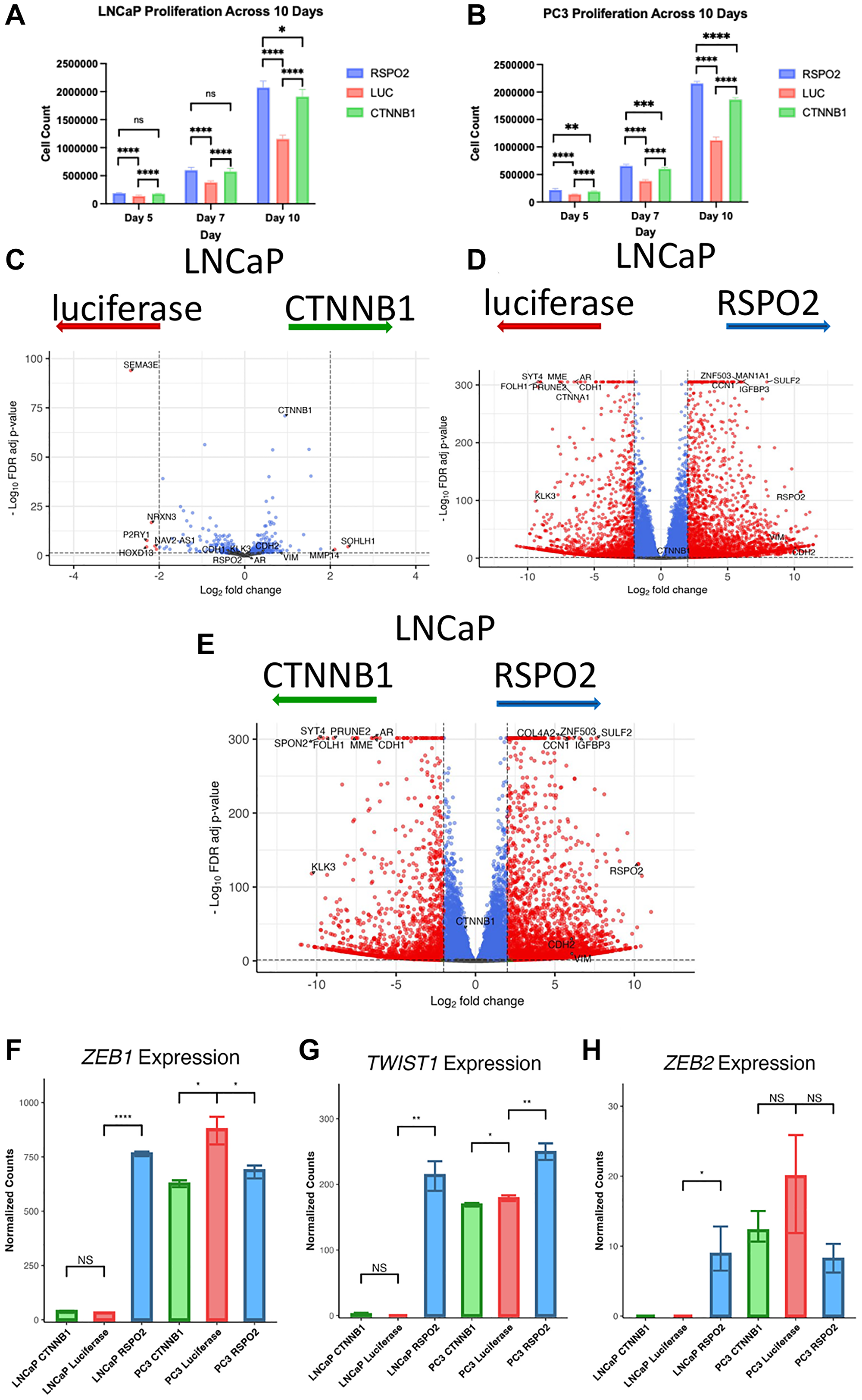 In 3 biological replicates each in triplicates, proliferation assays were performed over 10 days, in which the rates of (A) LNCaP (AR+) or (B) PC3 (AR-) cells that express either RSPO2, luciferase control (LUC), or CTNNB1 were shown at specific time points. ****p $!--ESC
