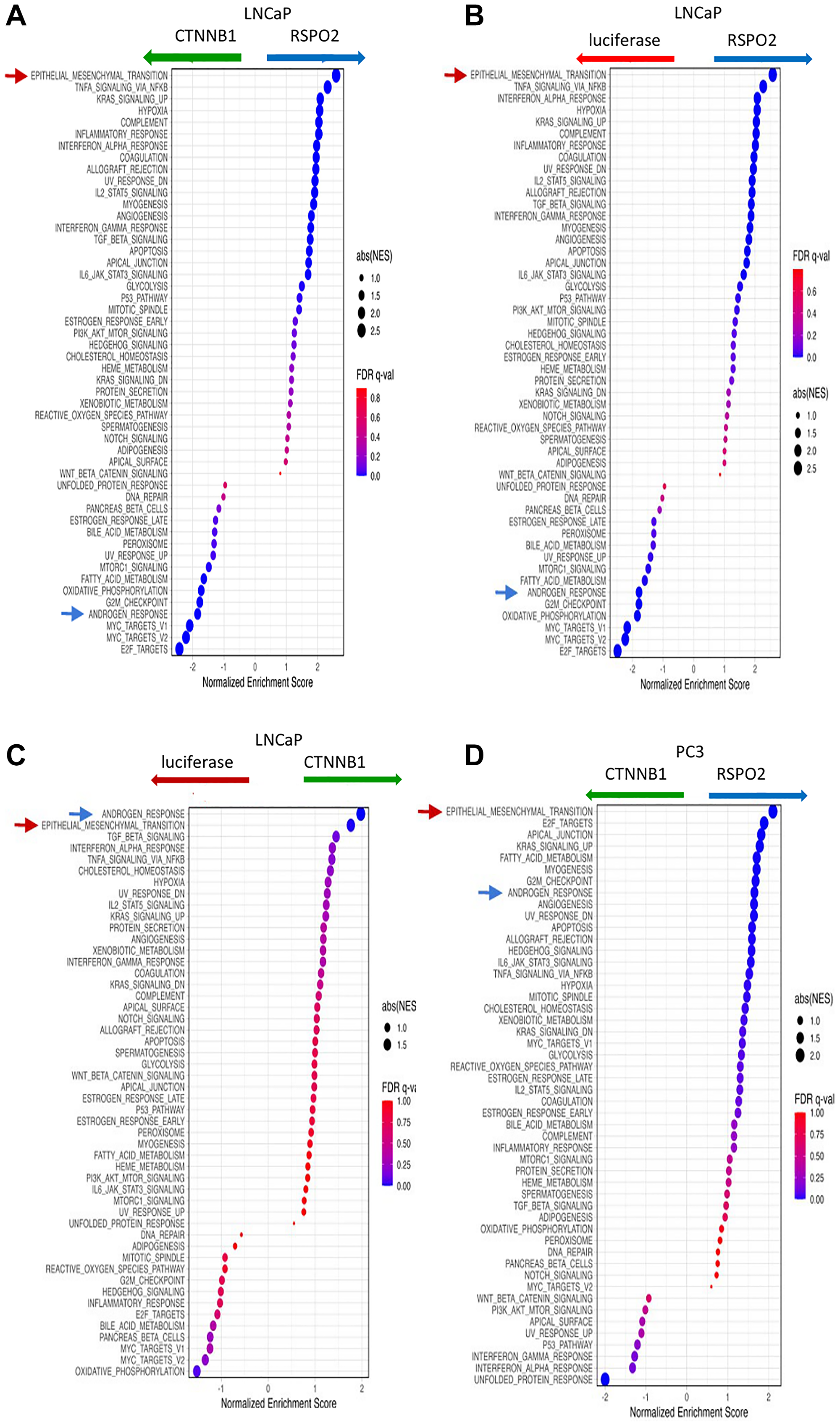 50 Hallmark pathways were analyzed by GSEA, in which we show the differences when directly comparing LNCaP cells that express (A) RSPO2 or CTNNB1, (B) RSPO2 or LUC, (C) CTNNB1 to LUC. (D) The same signatures were analyzed by GSEA in PC3 cells that express RSPO2 to CTNNB1. In all GSEA, the EMT pathway (red arrow) and Androgen Response pathways (blue arrow) are highlighted.