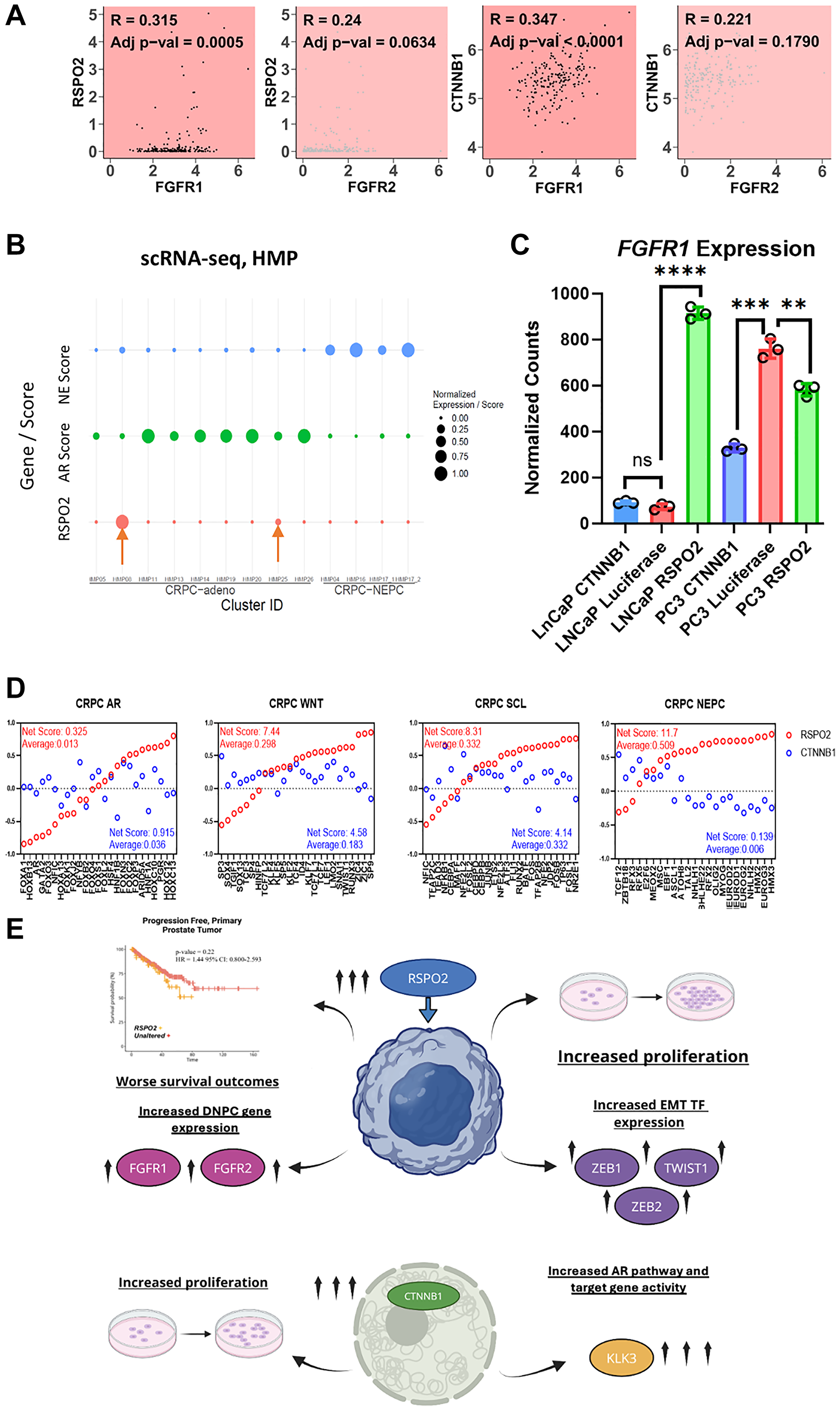 (A) In 208 SU2C CRPC samples, Pearson correlations compare the transcript expression of RSPO2 or CTNNB1 compared to FGFR1/2. Pearson correlation coefficient and adj p-values are shown. (B) A bubble plot is used to depict single cell RNA-seq data acquired from 12 prostate cancer samples to evaluate RSPO2 expression with respect to relative AR or NEPC activity. AR positive and negative samples are annotated as CRPC-adeno and CRPC-NEPC respectively. (C) Normalized counts for FGFR1 expression are shown. (D) Of the transcriptional profiles from Tang et al. [23] we examined ALAN associations of RSPO2 (red) or CTNNB1 (blue) with the 4 categories of transcription factors that were classified as CRPC-AR, CRPC-WNT, CRPC-SCL, or CRPC-NEPC. The ALAN interaction scores range between -1 to 1, in which we depict the sum and average interaction for each of the 25 transcription factors. (E) A diagram summarizing the impact of RSPO2 overexpression is shown.