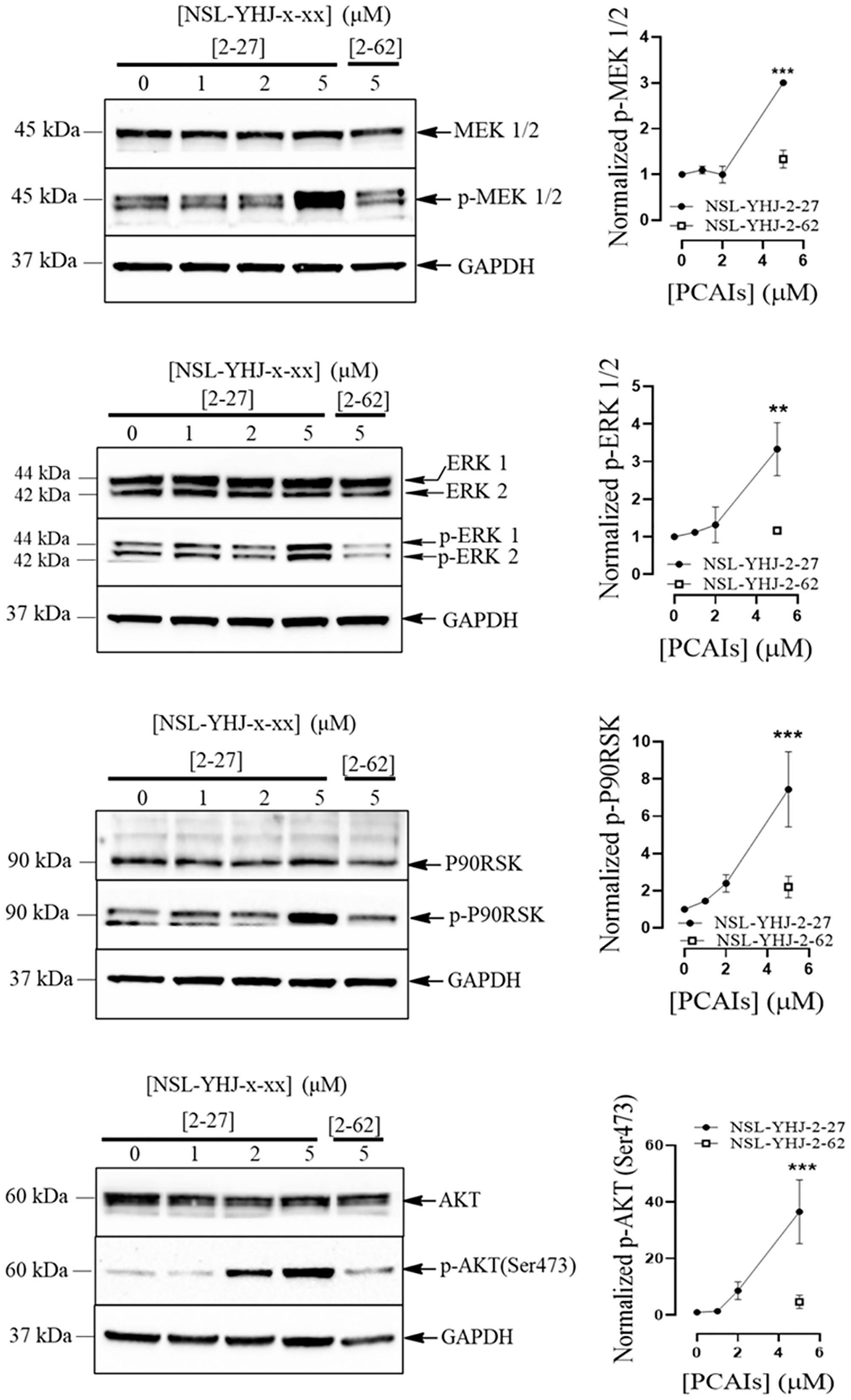 NSL-YHJ-2-27 stimulates the phosphorylation of MAPK and AKT pathway enzymes in AI-resistant cells
