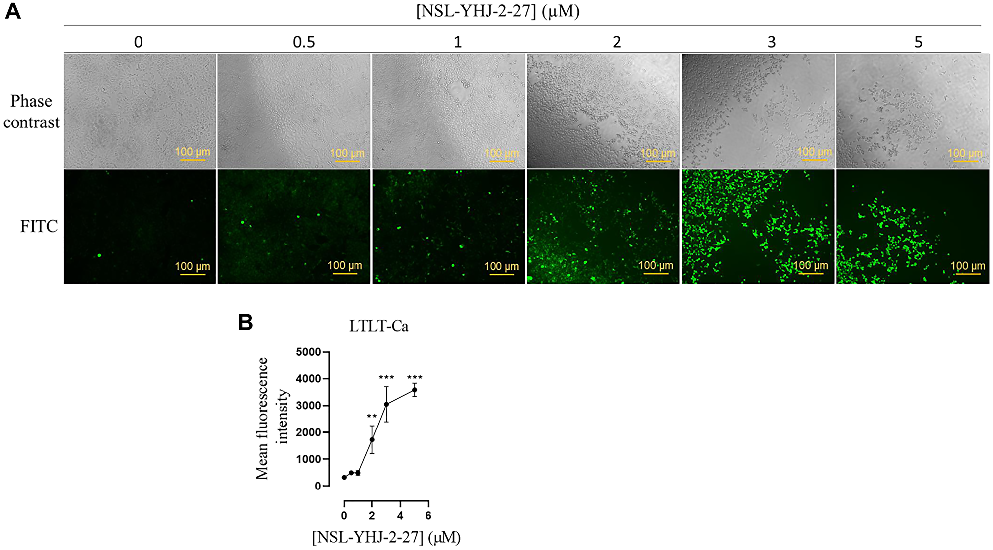 NSL-YHJ-2-27 stimulates the generation of ROS in LTLT-Ca