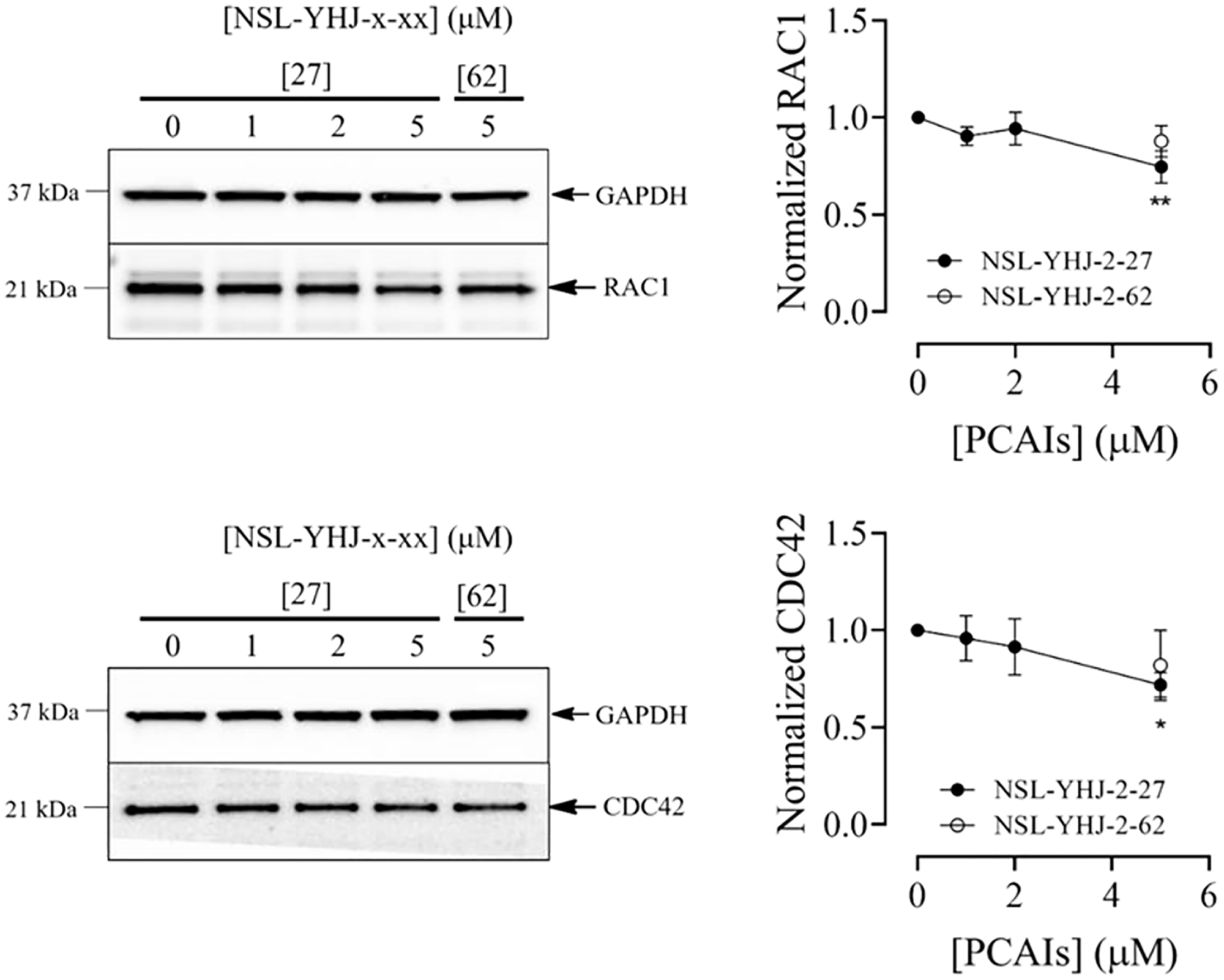 NSL-YHJ-2-27 depletes RAC1 and CDC42 levels in LTLT-Ca cells