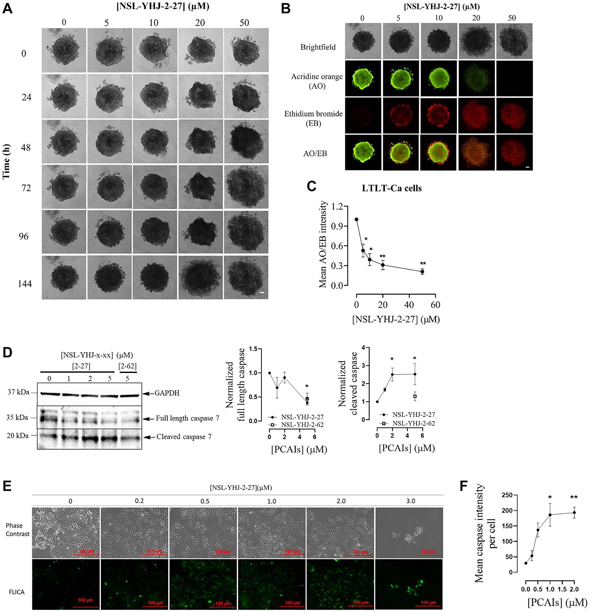 NSL-YHJ-2-27 causes the disintegration of compact 3D LTLT-Ca spheroids and caspase activation in cells