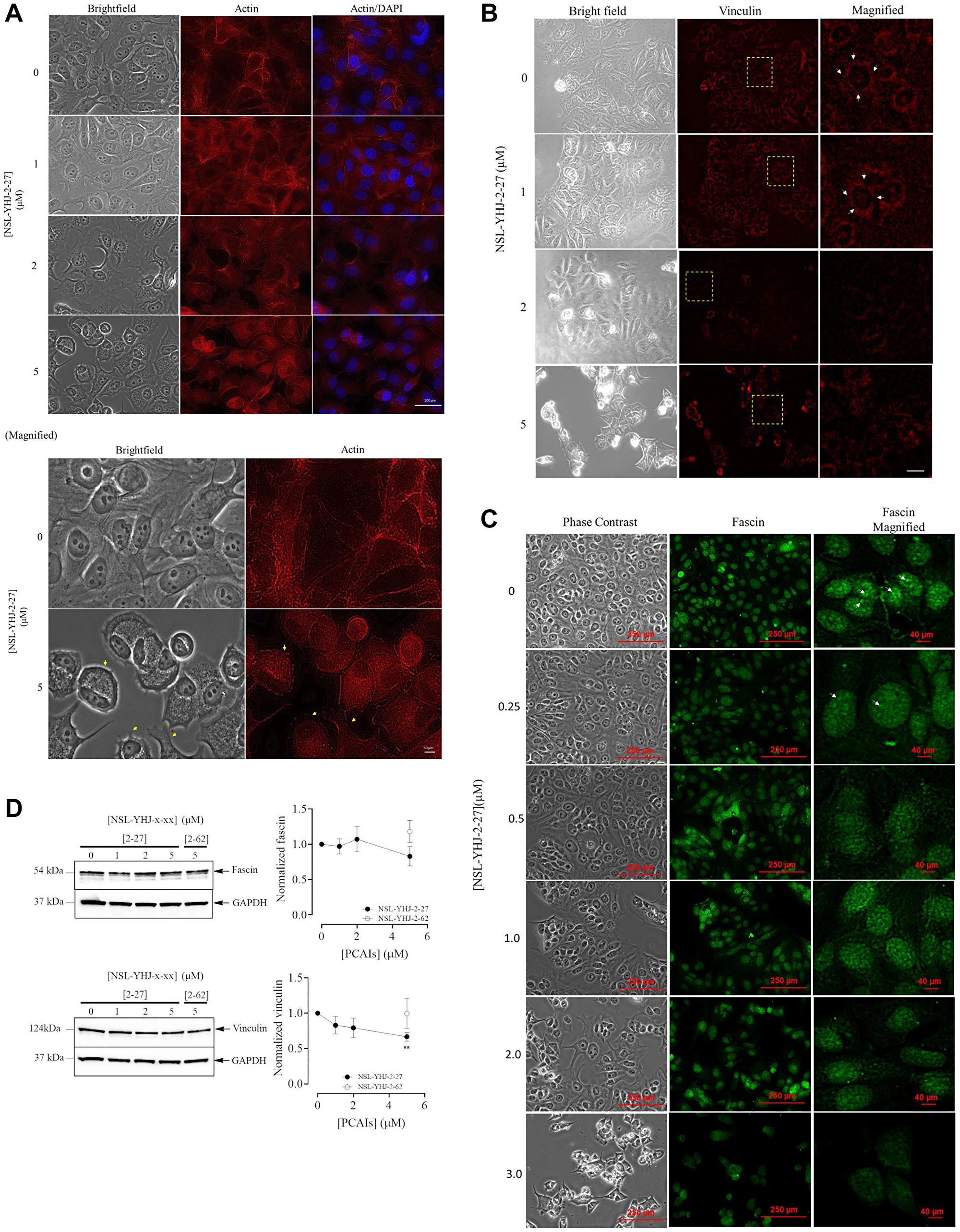 PCAIs treatment collapses actin filaments and delocalizes focal adhesion proteins