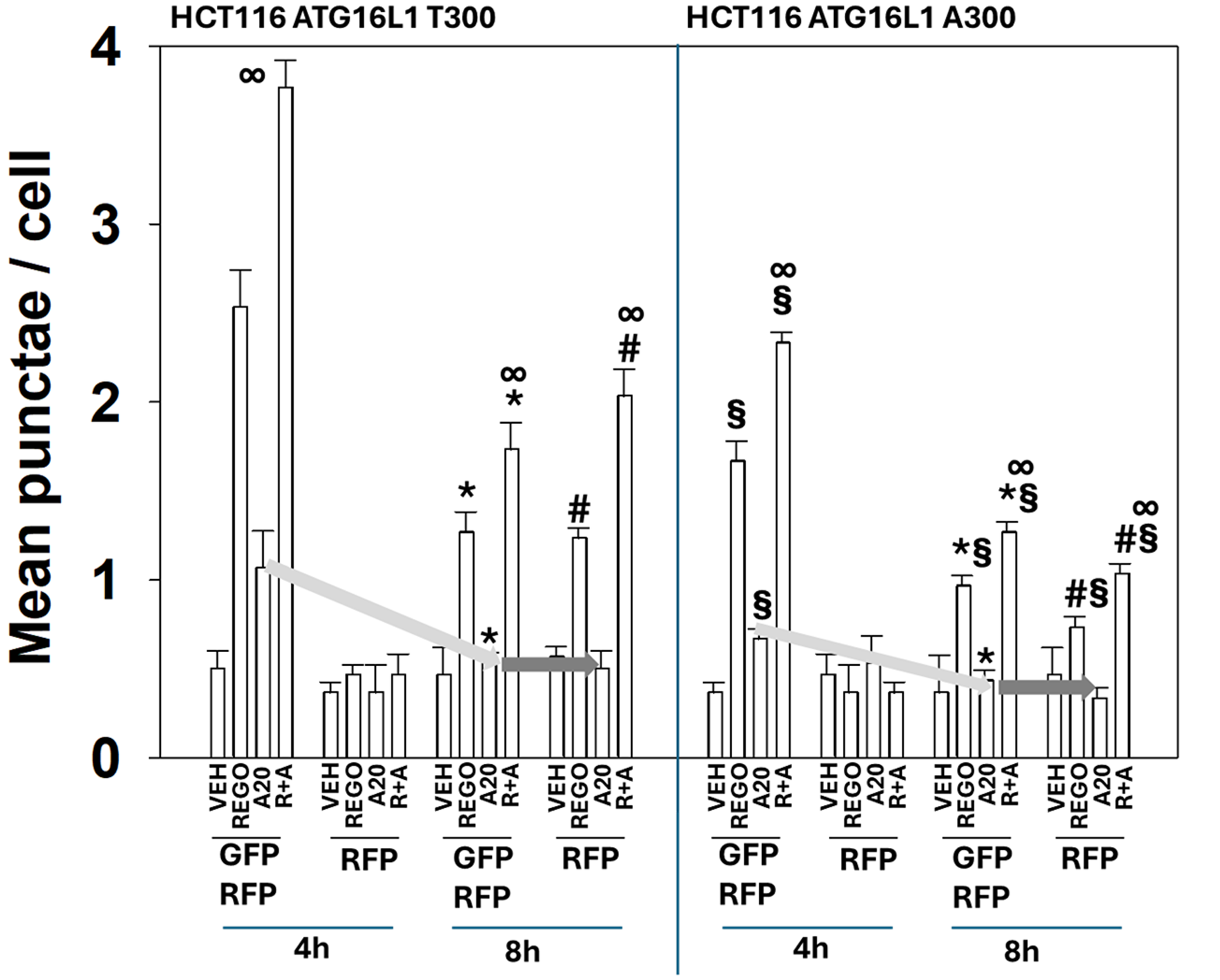 Aramchol increases autophagosome formation but not flux and yet it promotes autolysosome formation in the presence of regorafenib