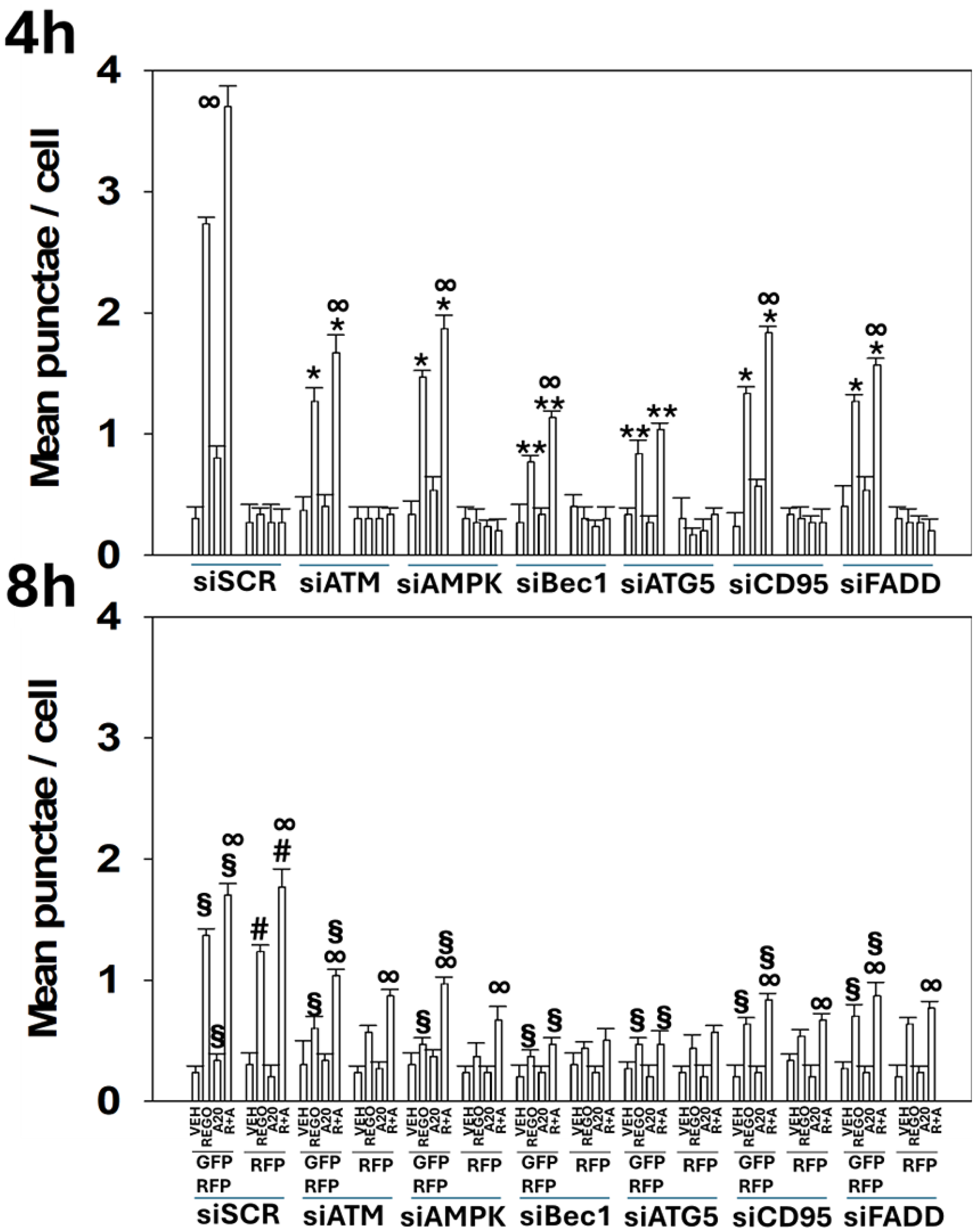 Aramchol plus regorafenib exposure causes autophagosome and autolysosome formation that is in part dependent on the actions of ATM, AMPK, CD95 and FADD