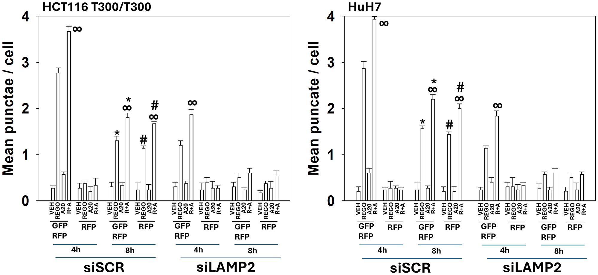 Autolysosome formation requires LAMP2
