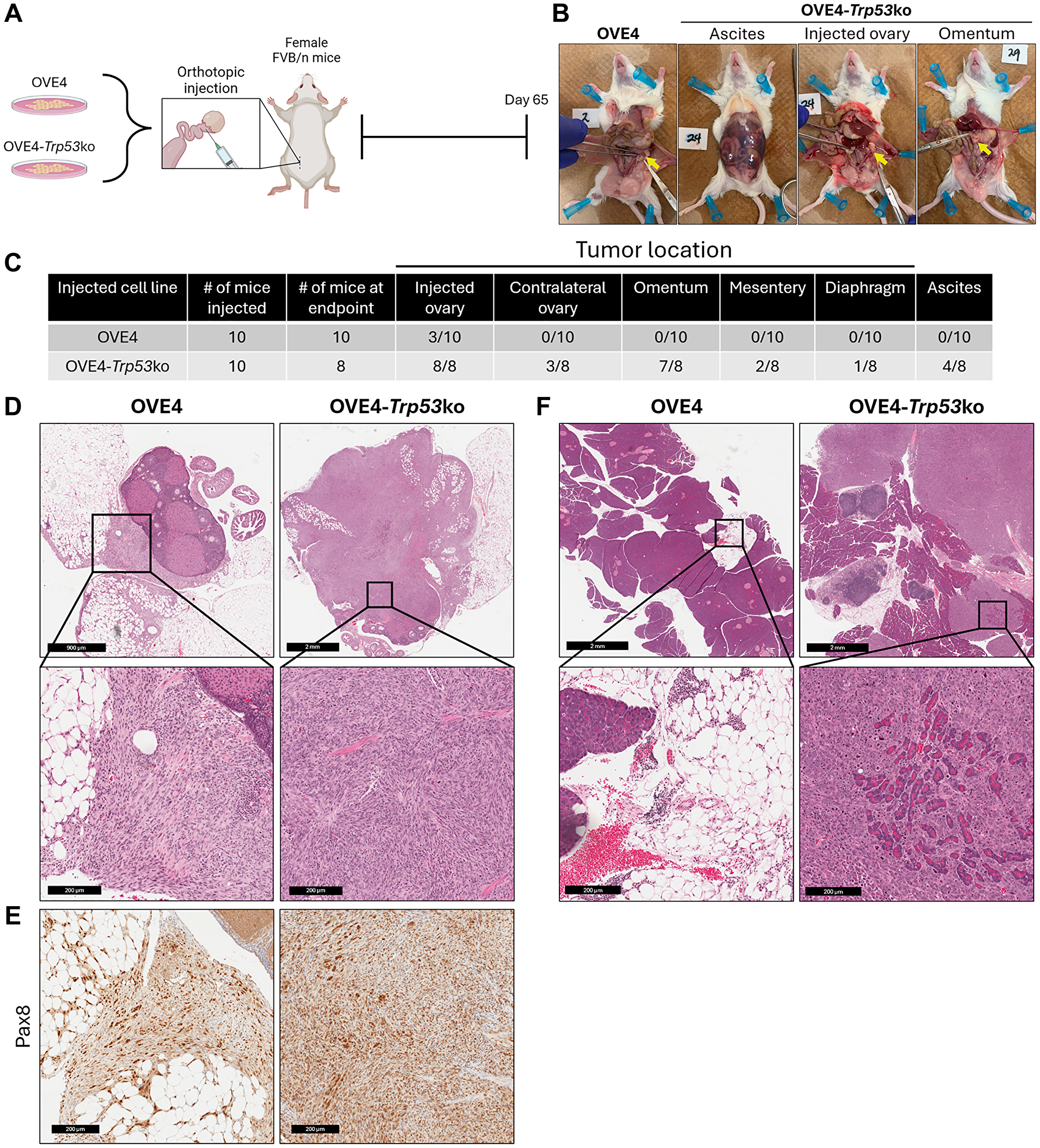OVE4-Trp53ko cells produce advanced disease in a syngeneic, orthotopic mouse model of HGSC