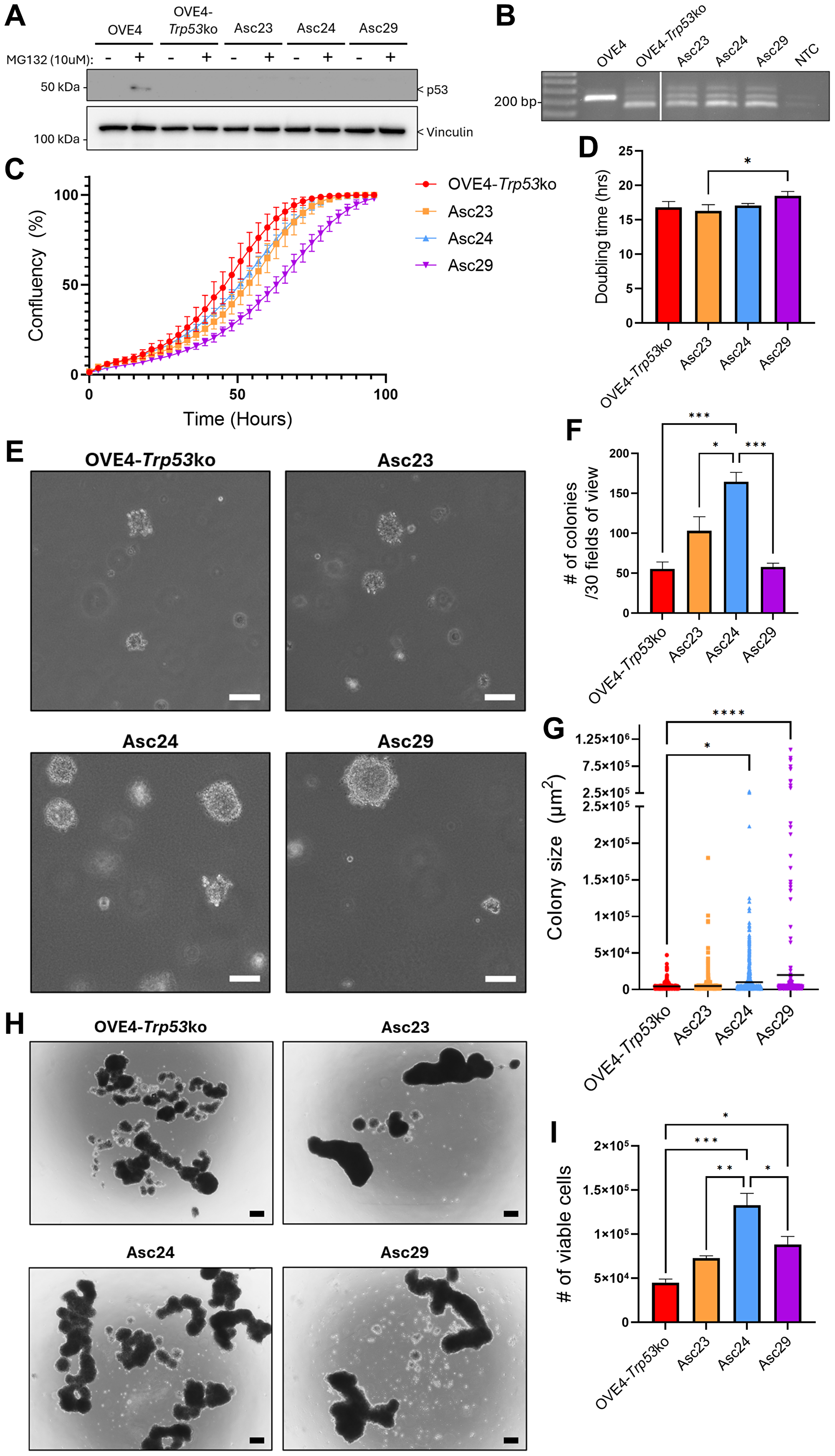 Ascites-derived cell lines have enhanced transformation properties
