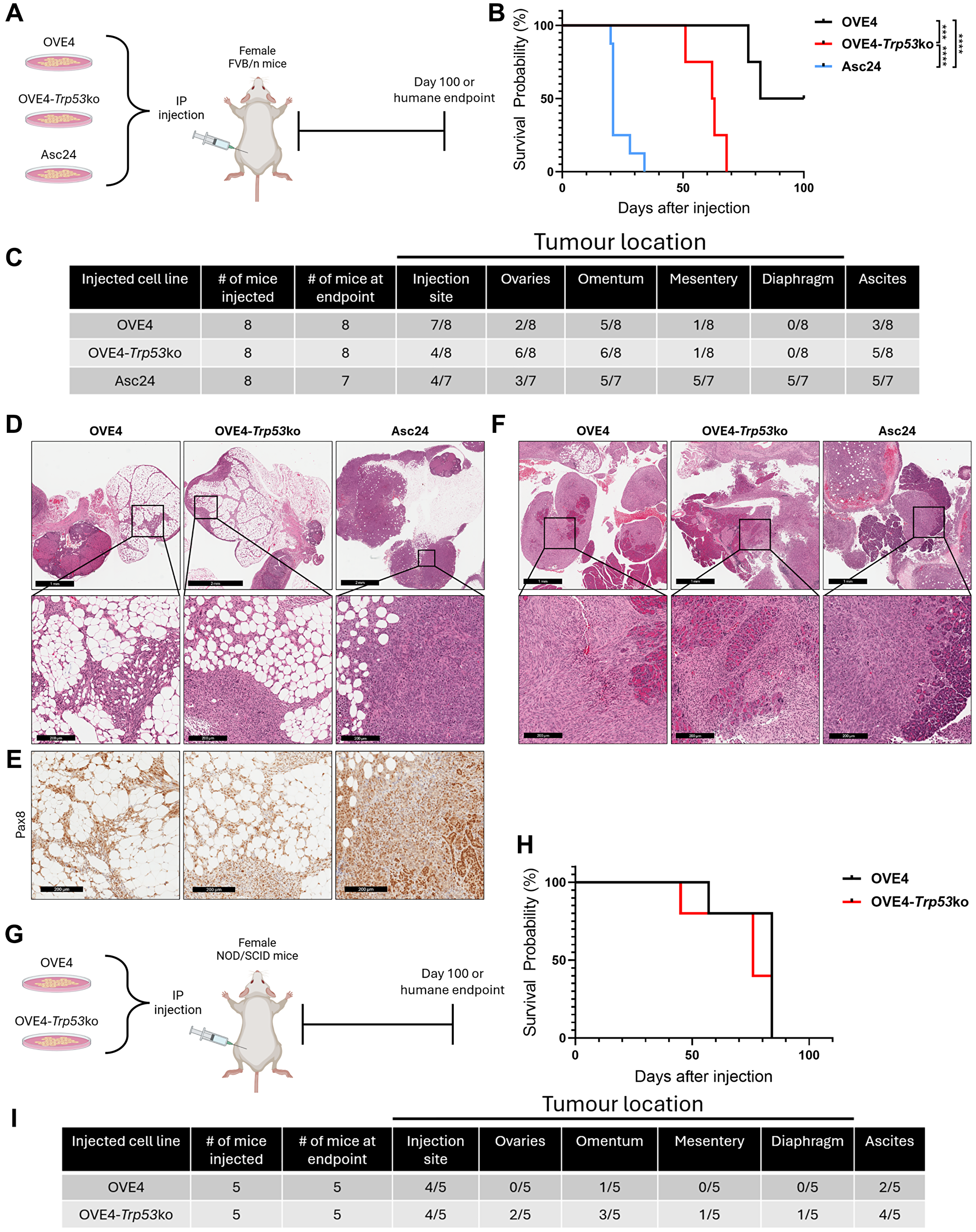 OVE4 and OVE4-Trp53ko cells are transformed in immune-competent and immune-compromised mouse models of HGSC