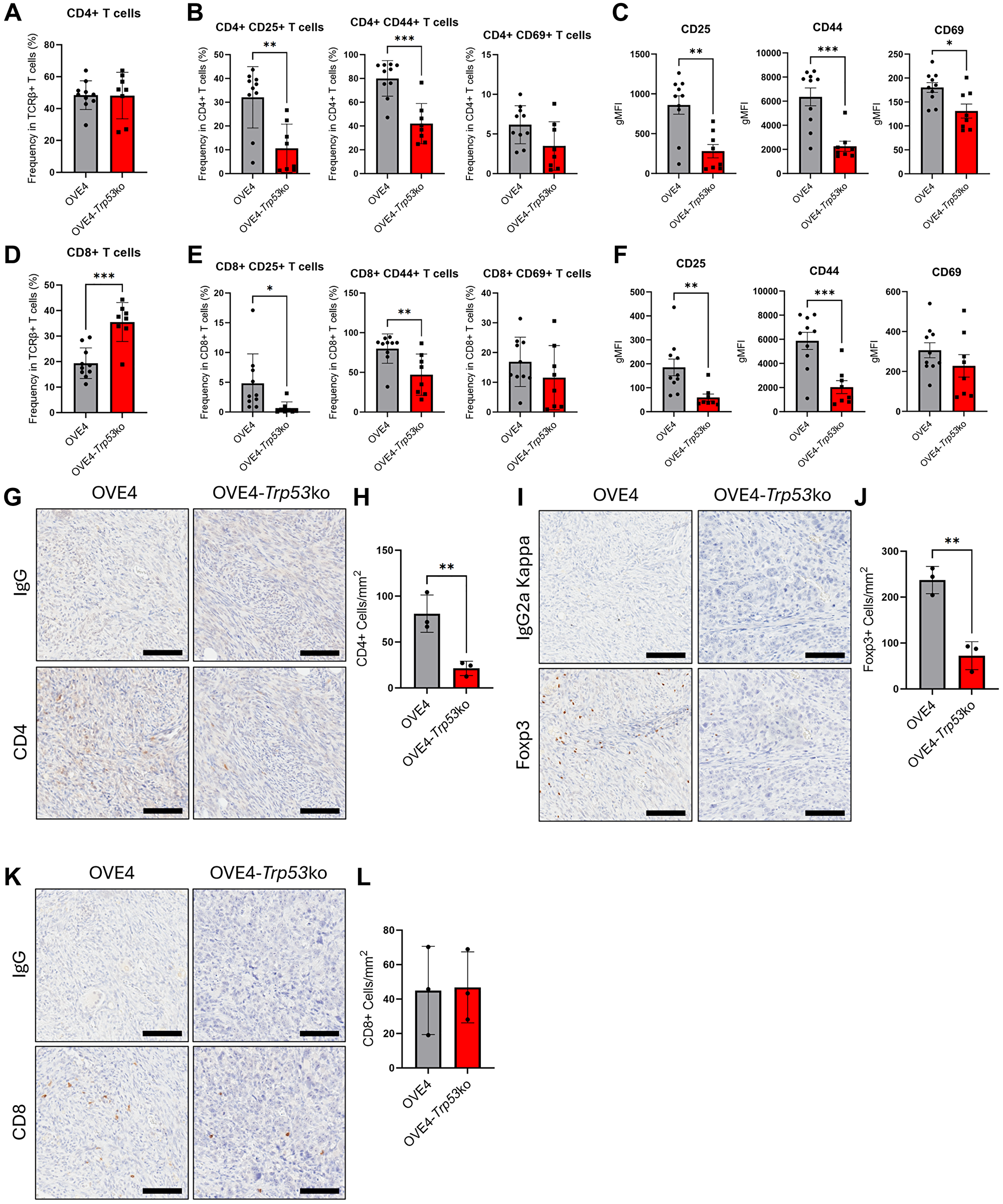 Mice injected with OVE4-Trp53ko cells have an altered T cell phenotype